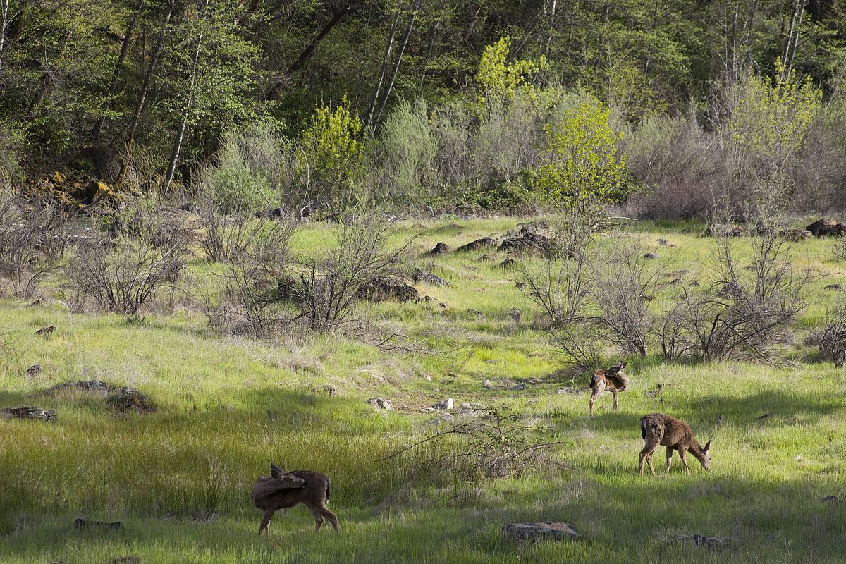 Trinity River Campground