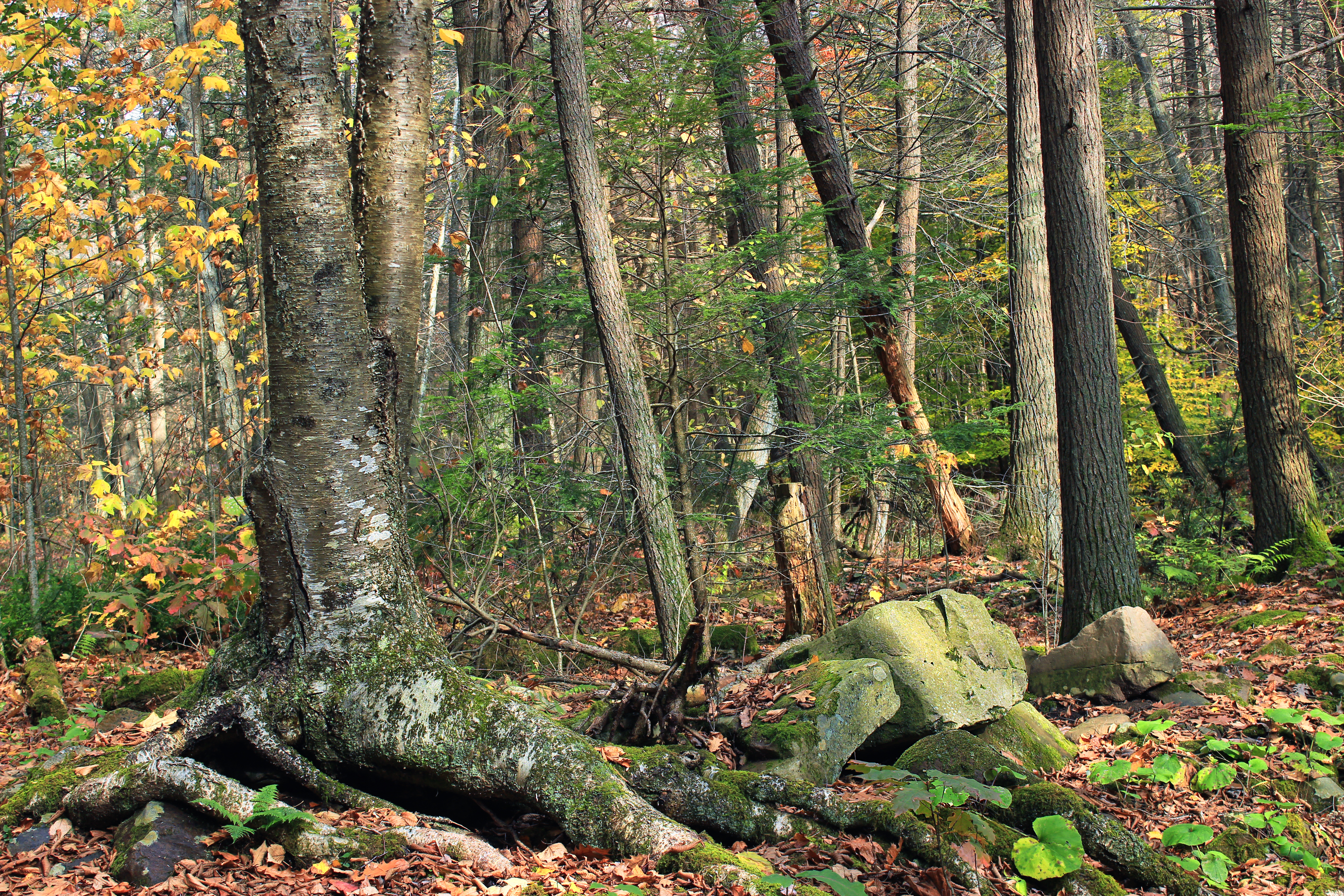Ravensburg State Park