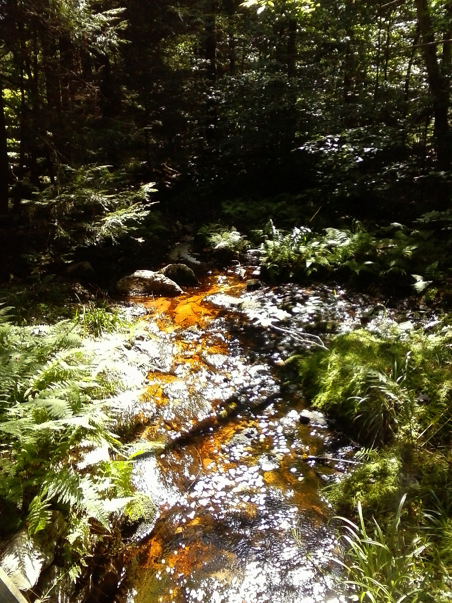Wikimedia Commons