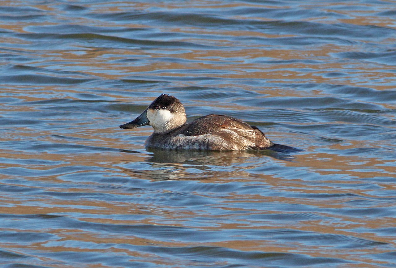 Ruddy Duck Campground