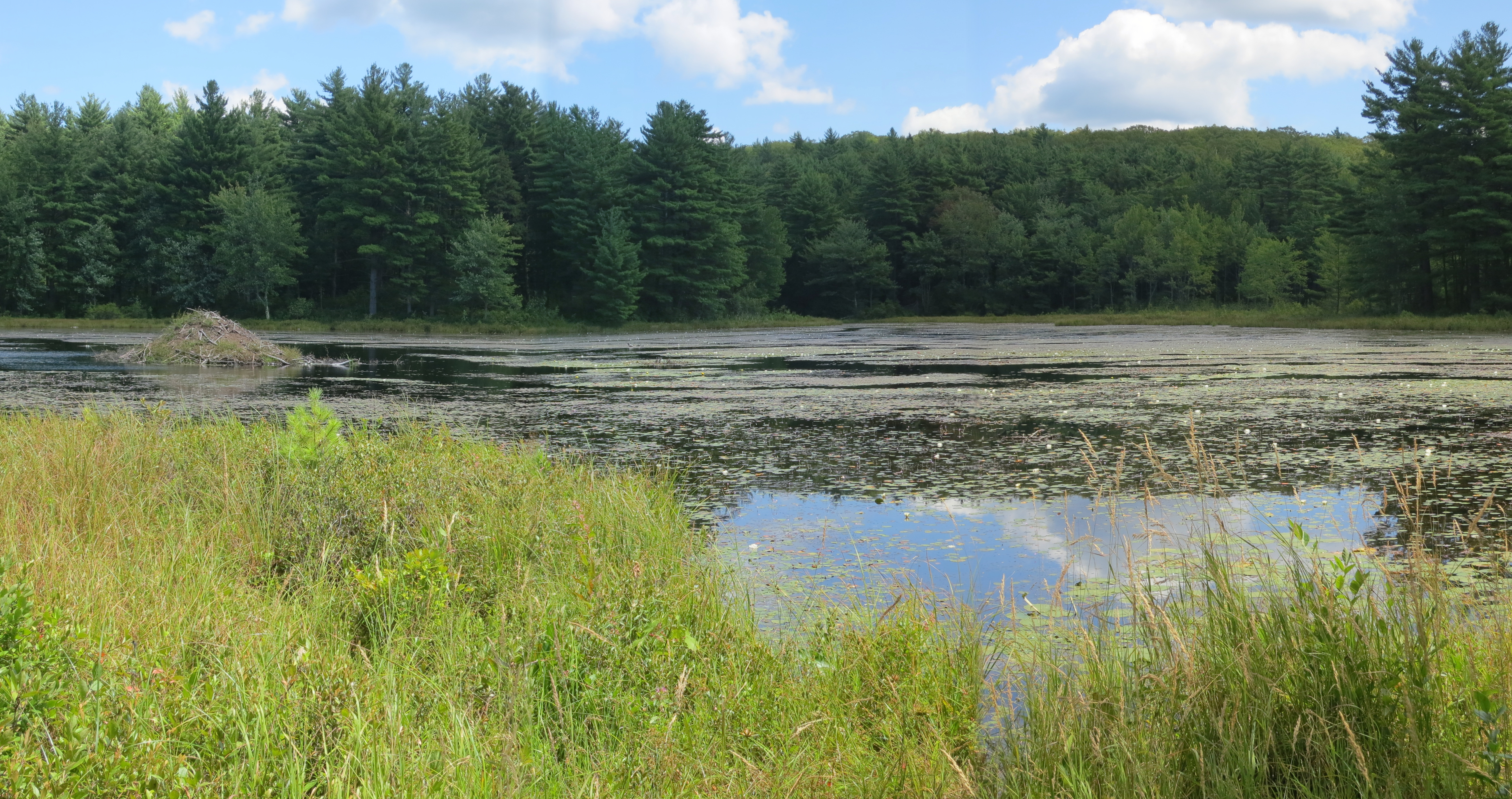 Wendell State Forest