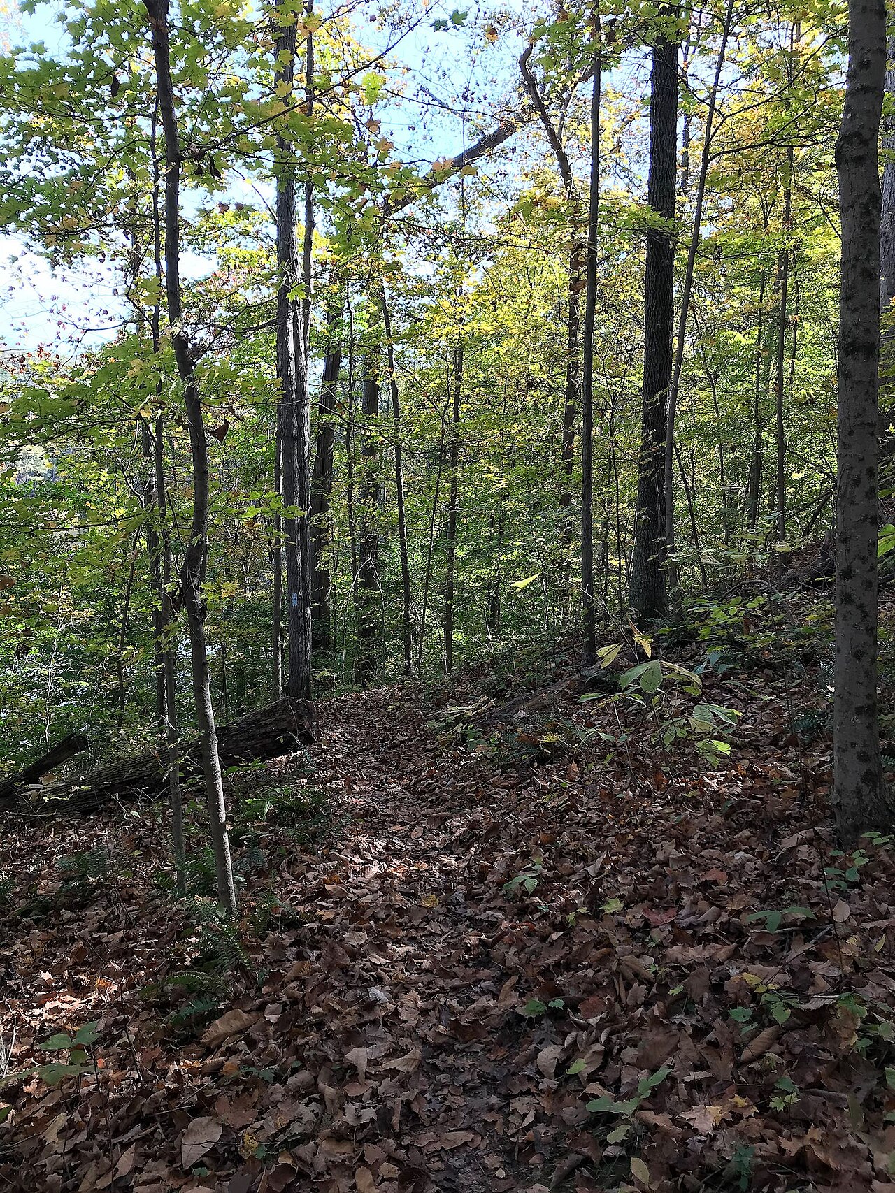 Forked Run Group Campground