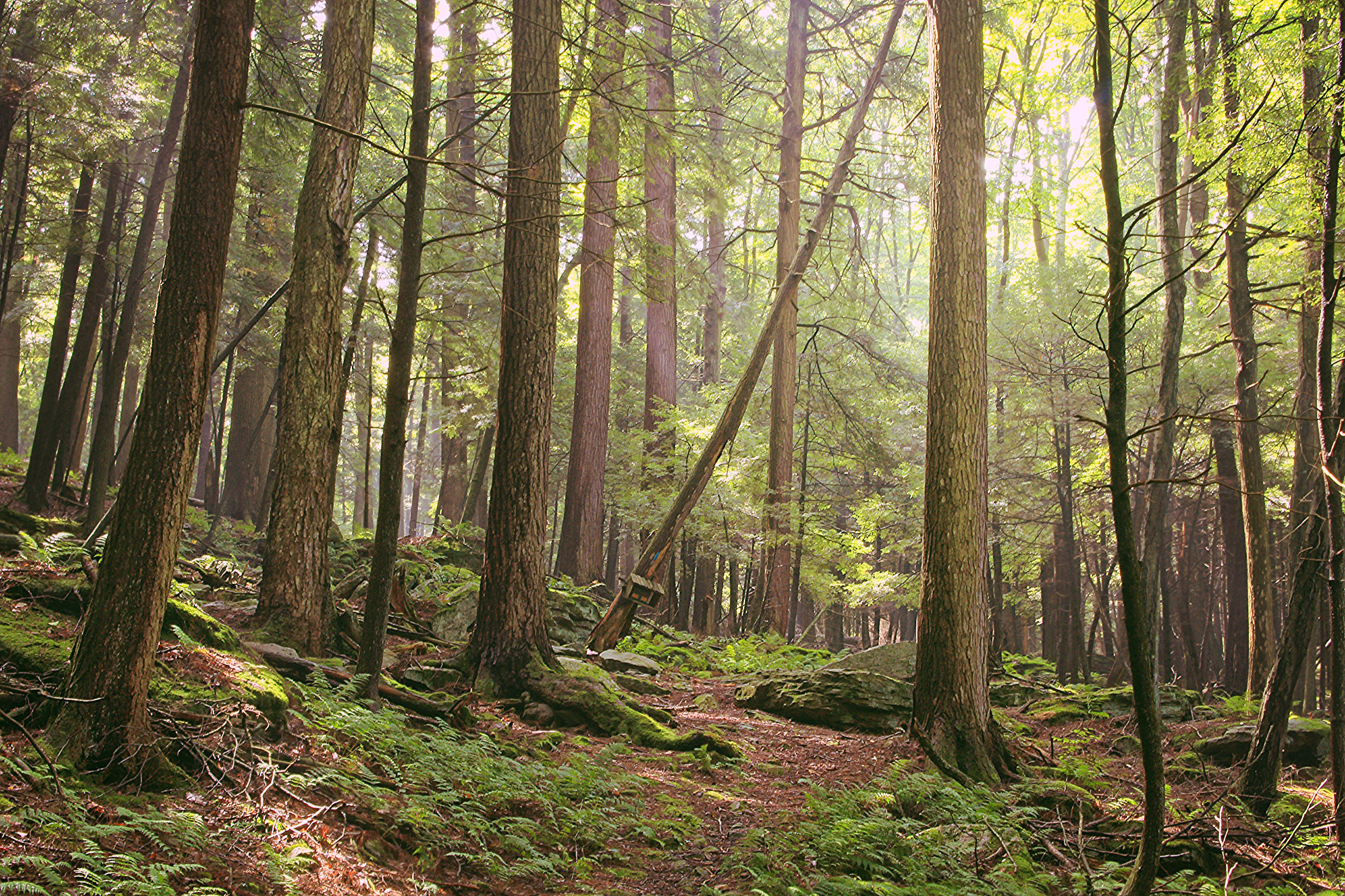 Susquehannock State Forest