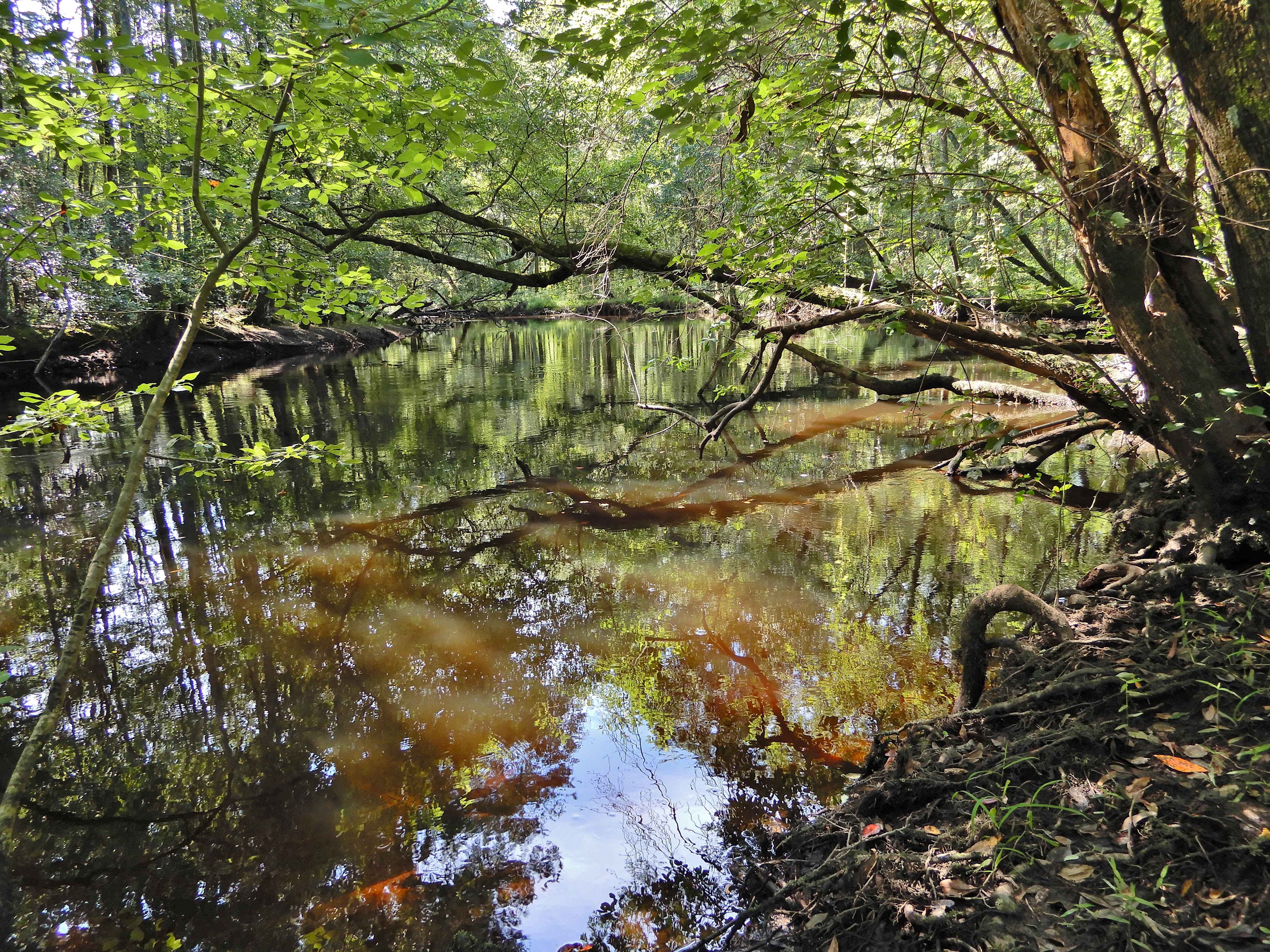 Lumber River State Park