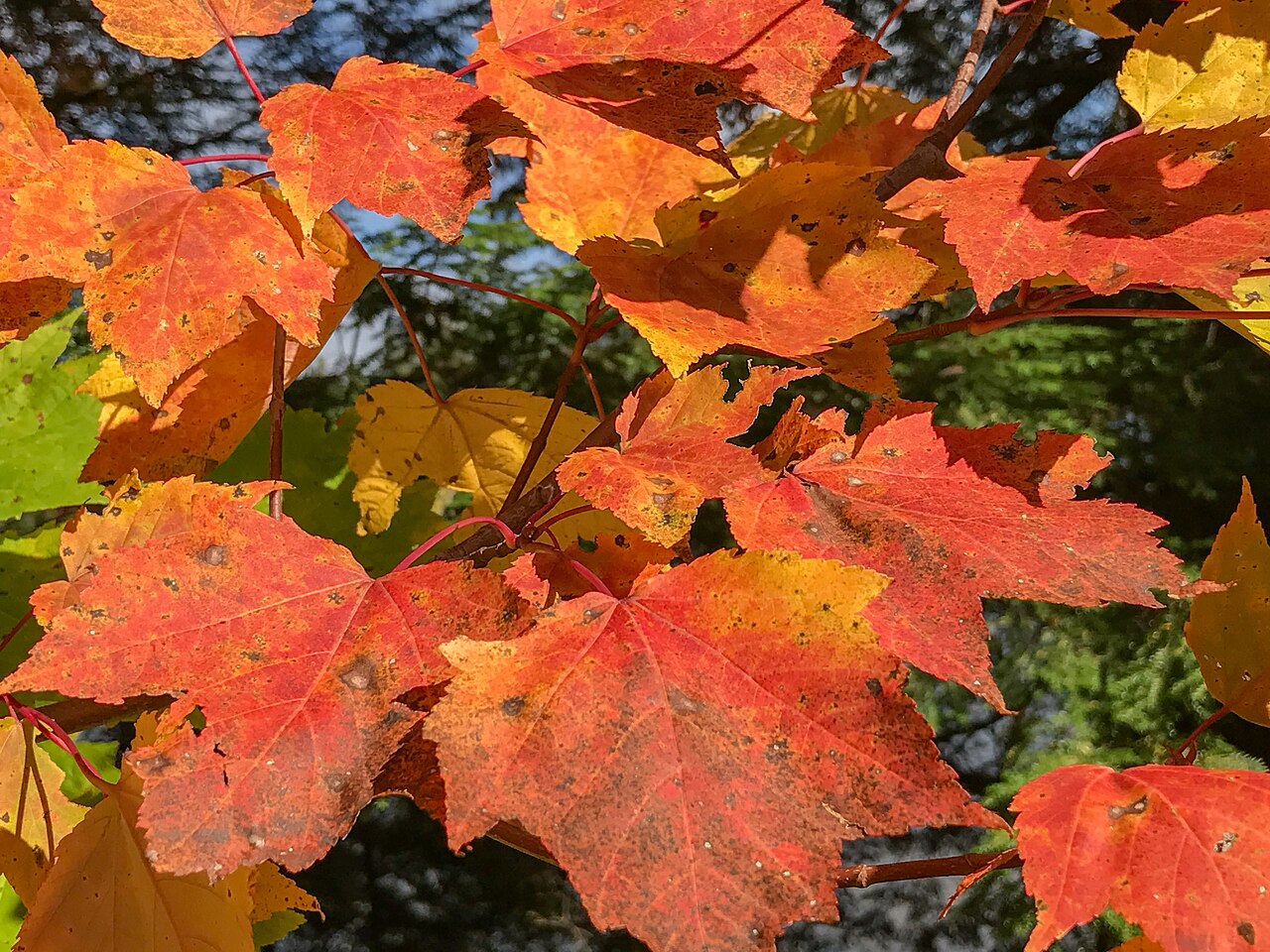 Emily Lake State Forest Campground