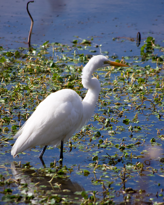 Brazos Bend State Park