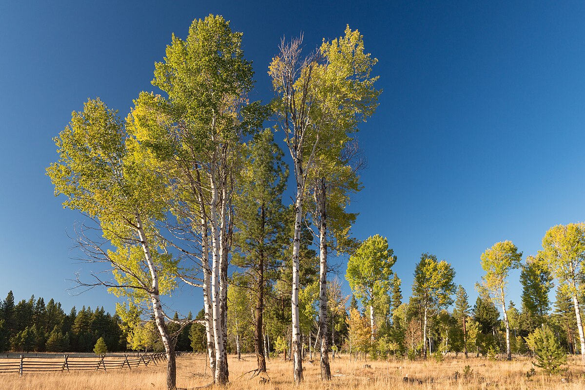 Wikimedia Commons