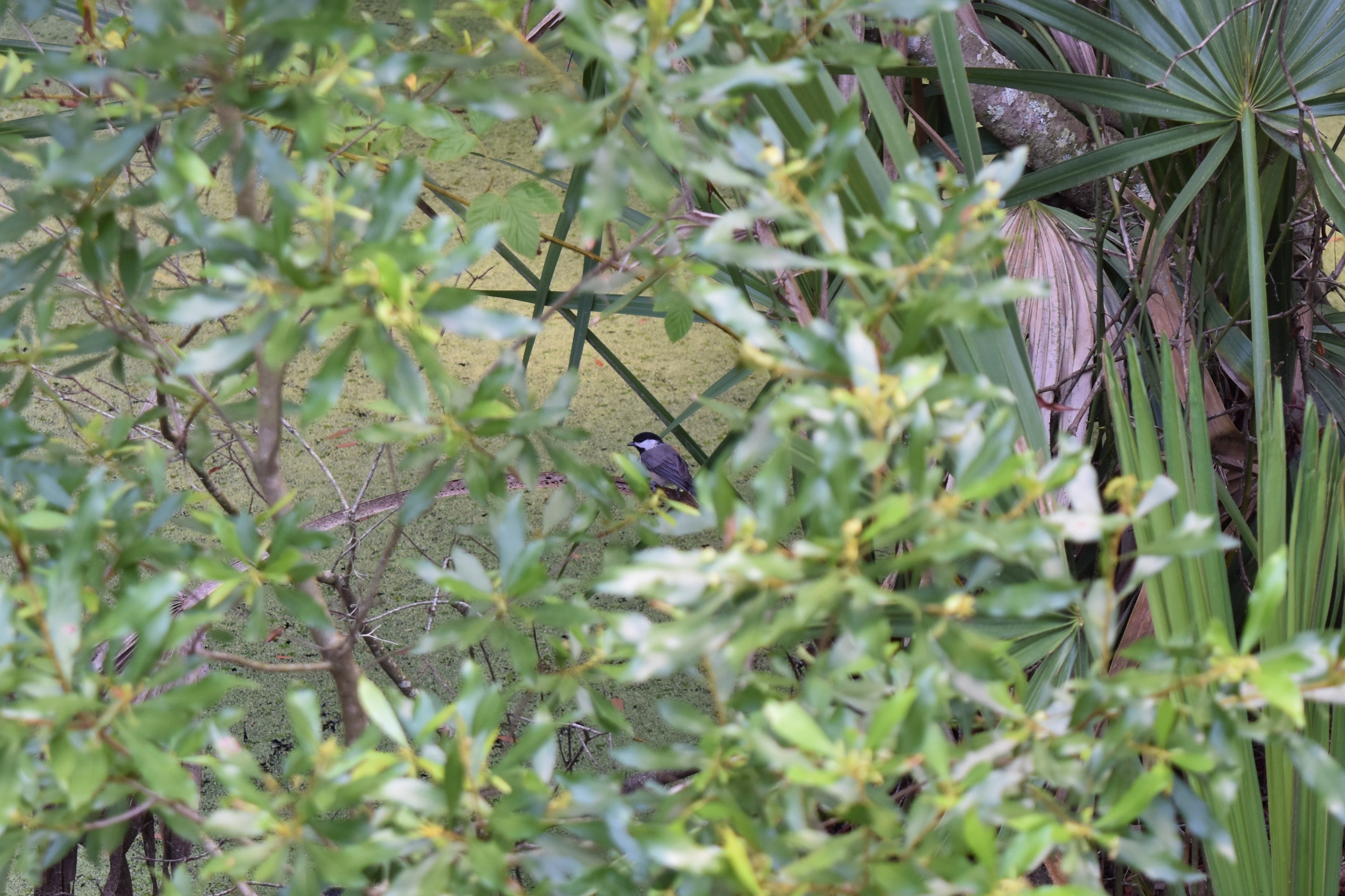 Goose Creek State Park