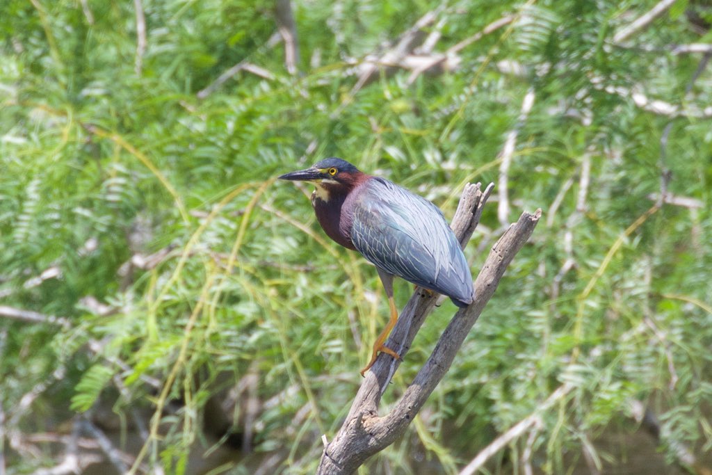 Estero Llano Grande State Park