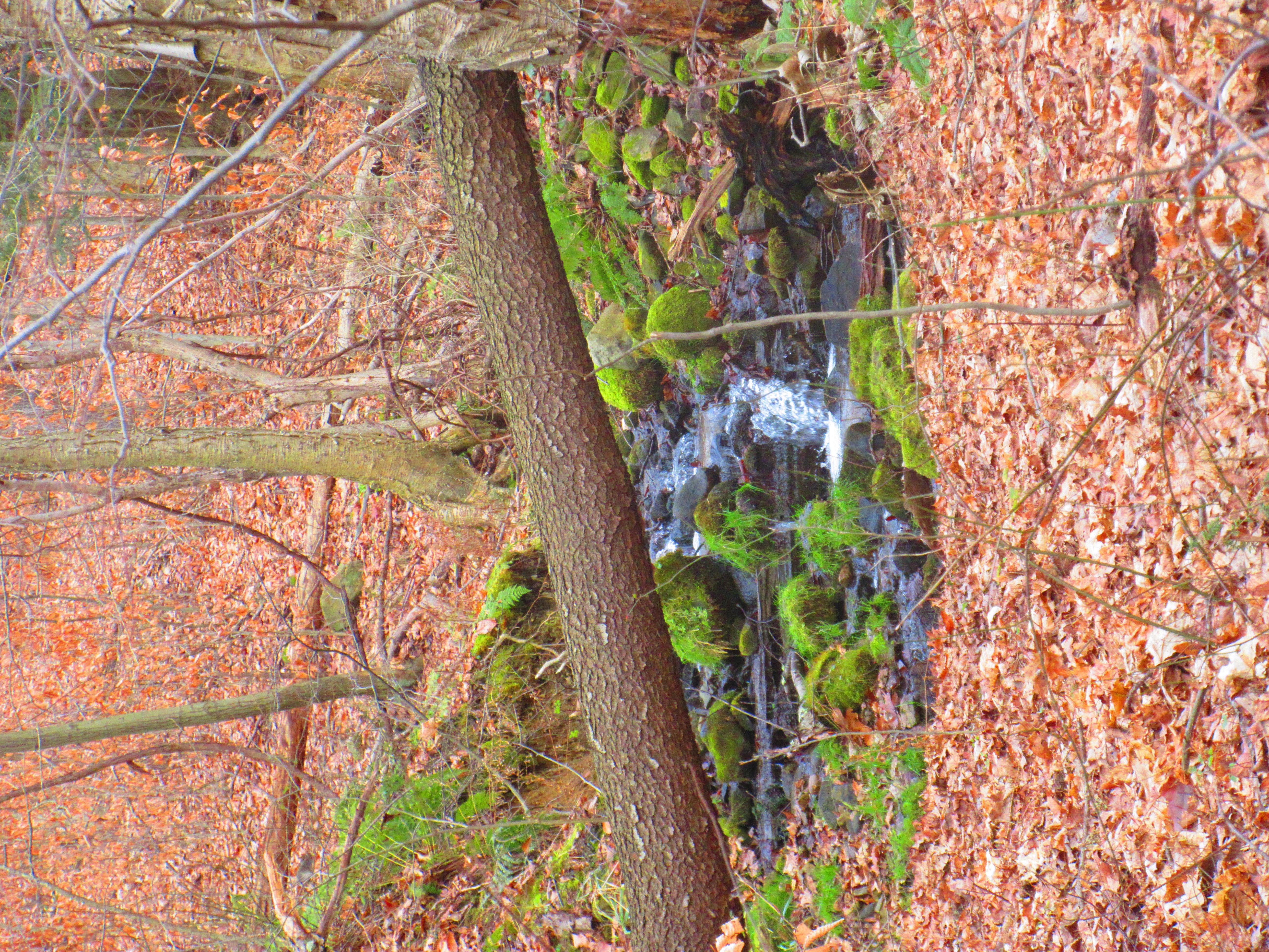 Maurice K Goddard State Park