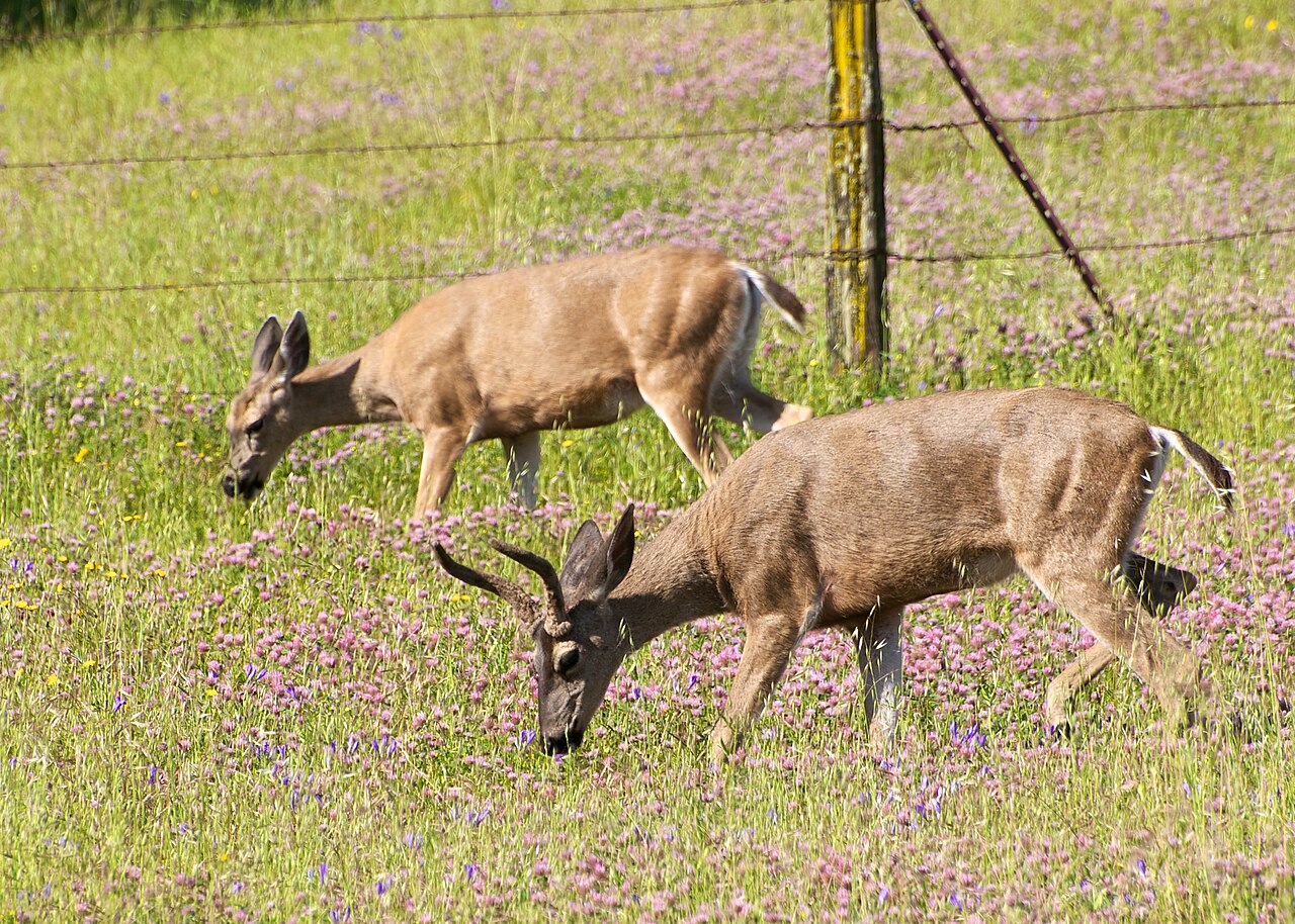 Coyote Lake - Harvey Bear Ranch