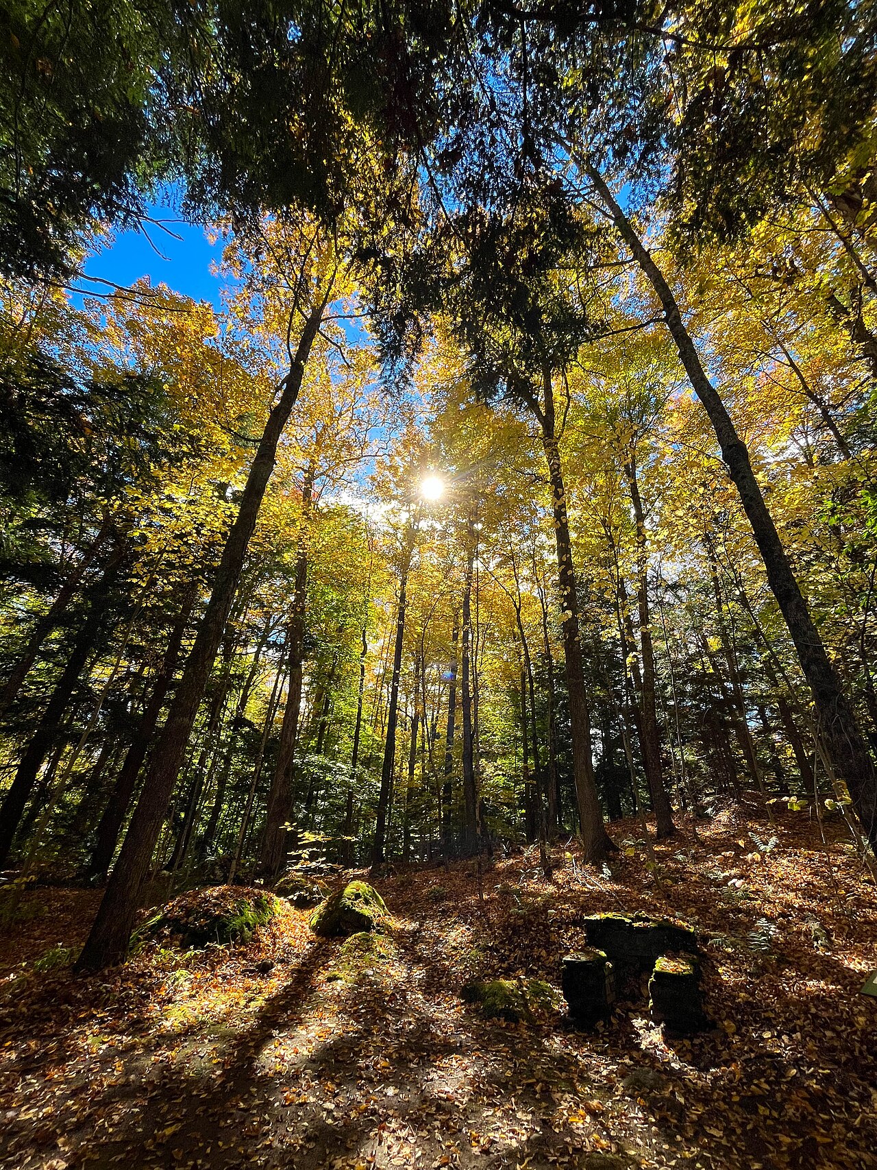 Gifford Woods State Park