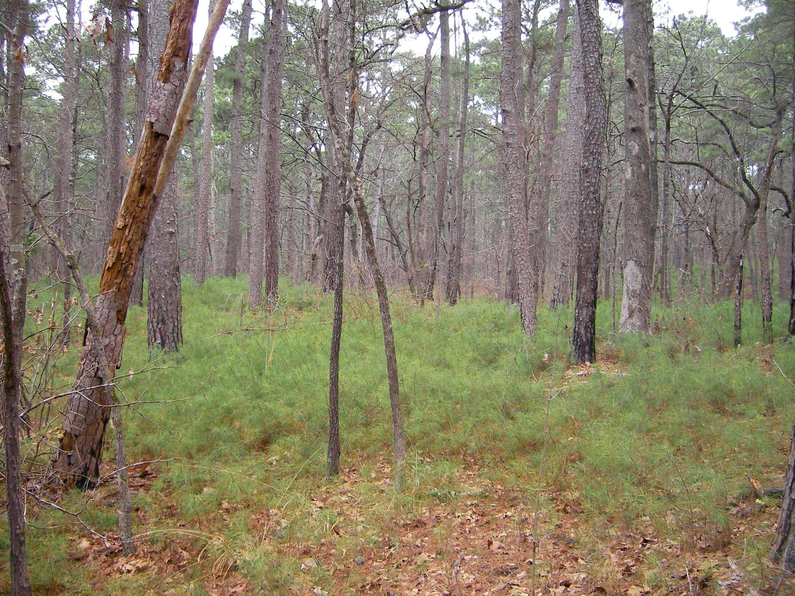 Wikimedia Commons