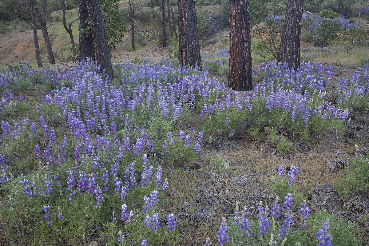 Trinity River Campground