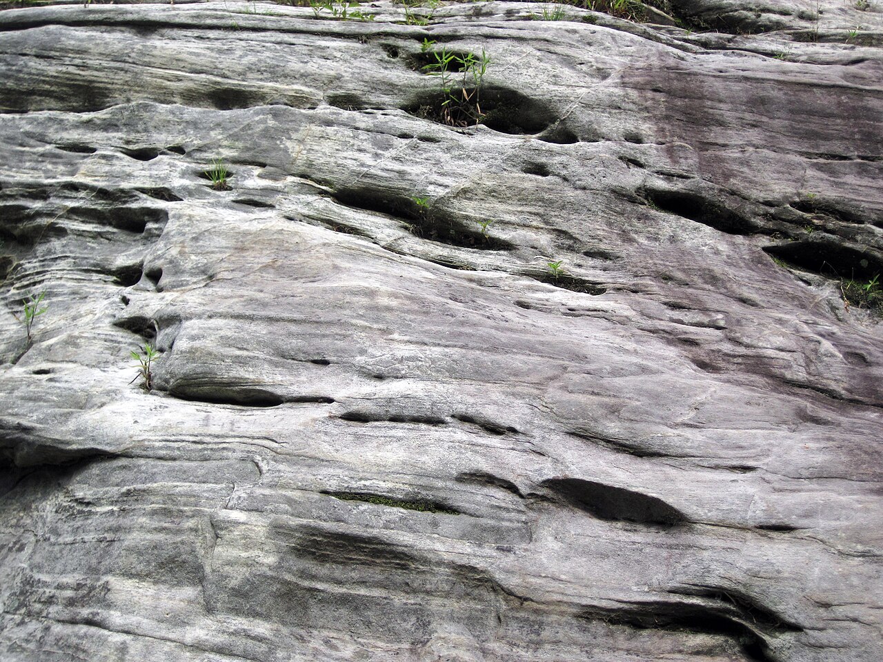 Wikimedia Commons