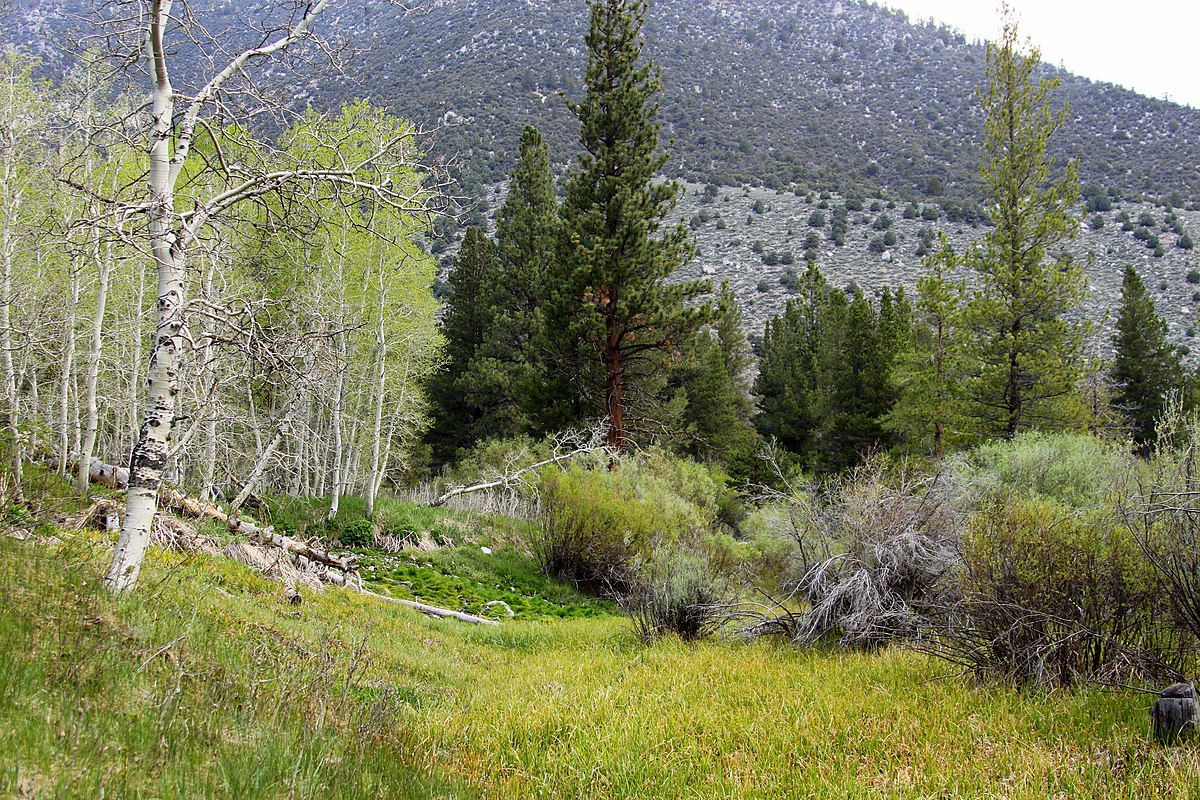 Lower Lee Vining Campground