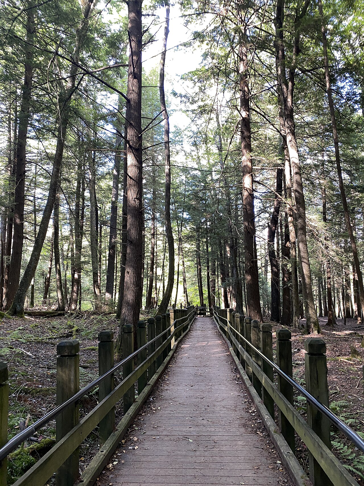 Swallow Falls State Park