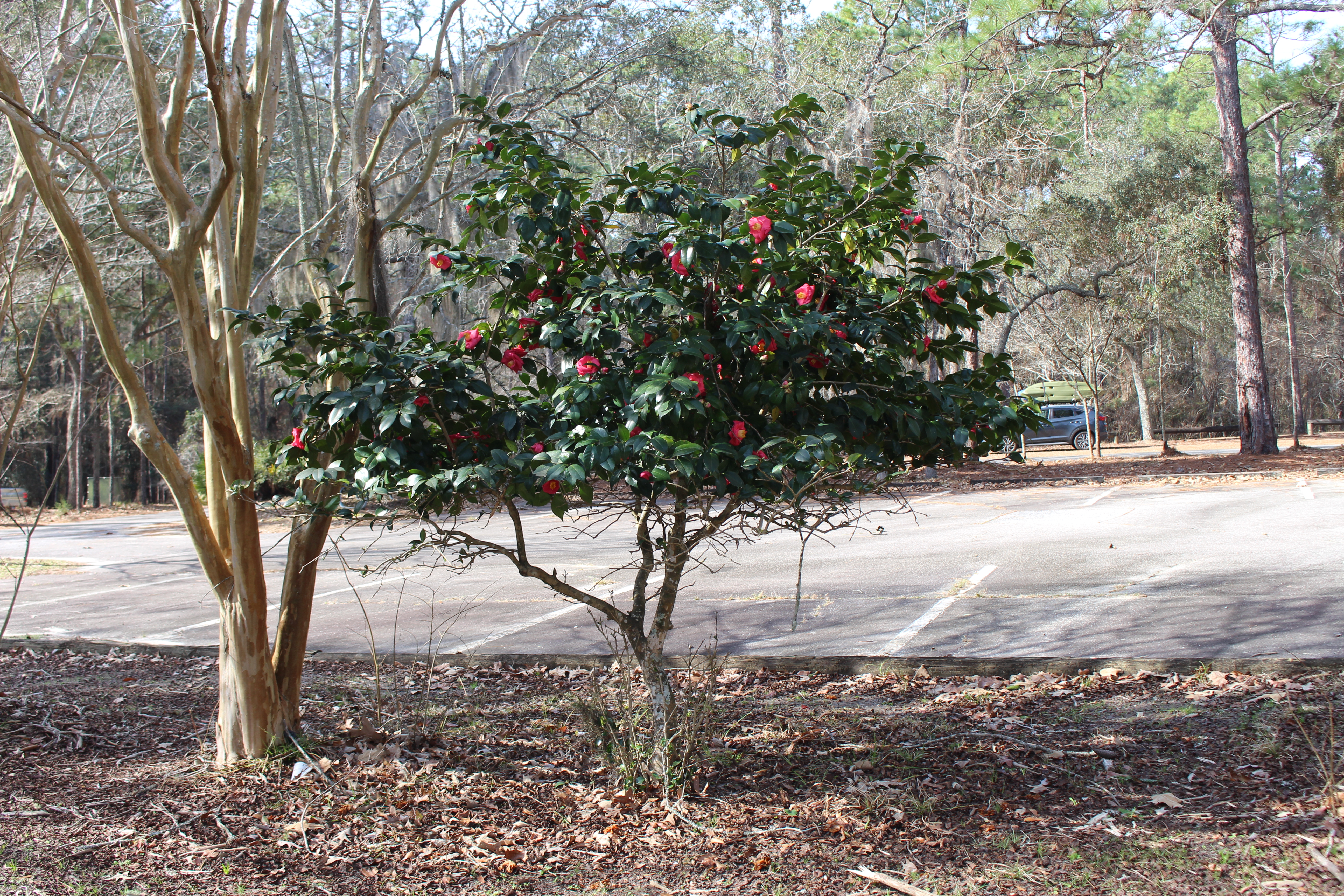 General Coffee State Park