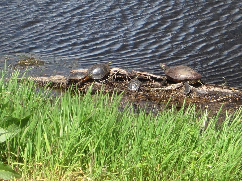 Reelfoot Lake State Park