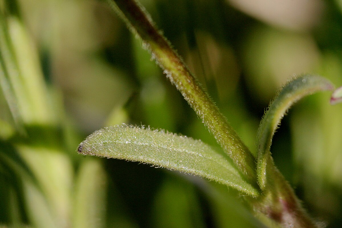 Wikimedia Commons