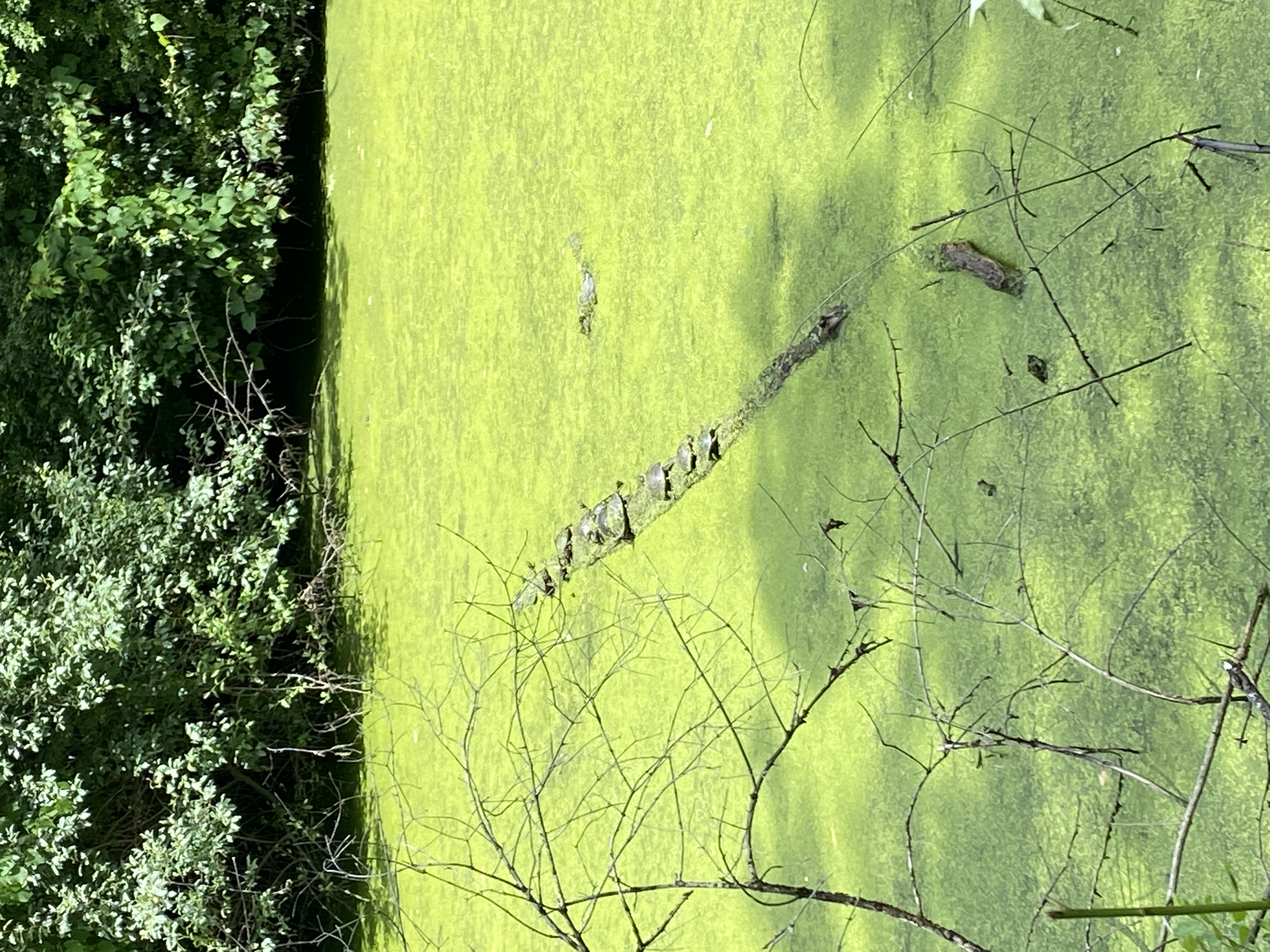 Fowlers Hollow State Park