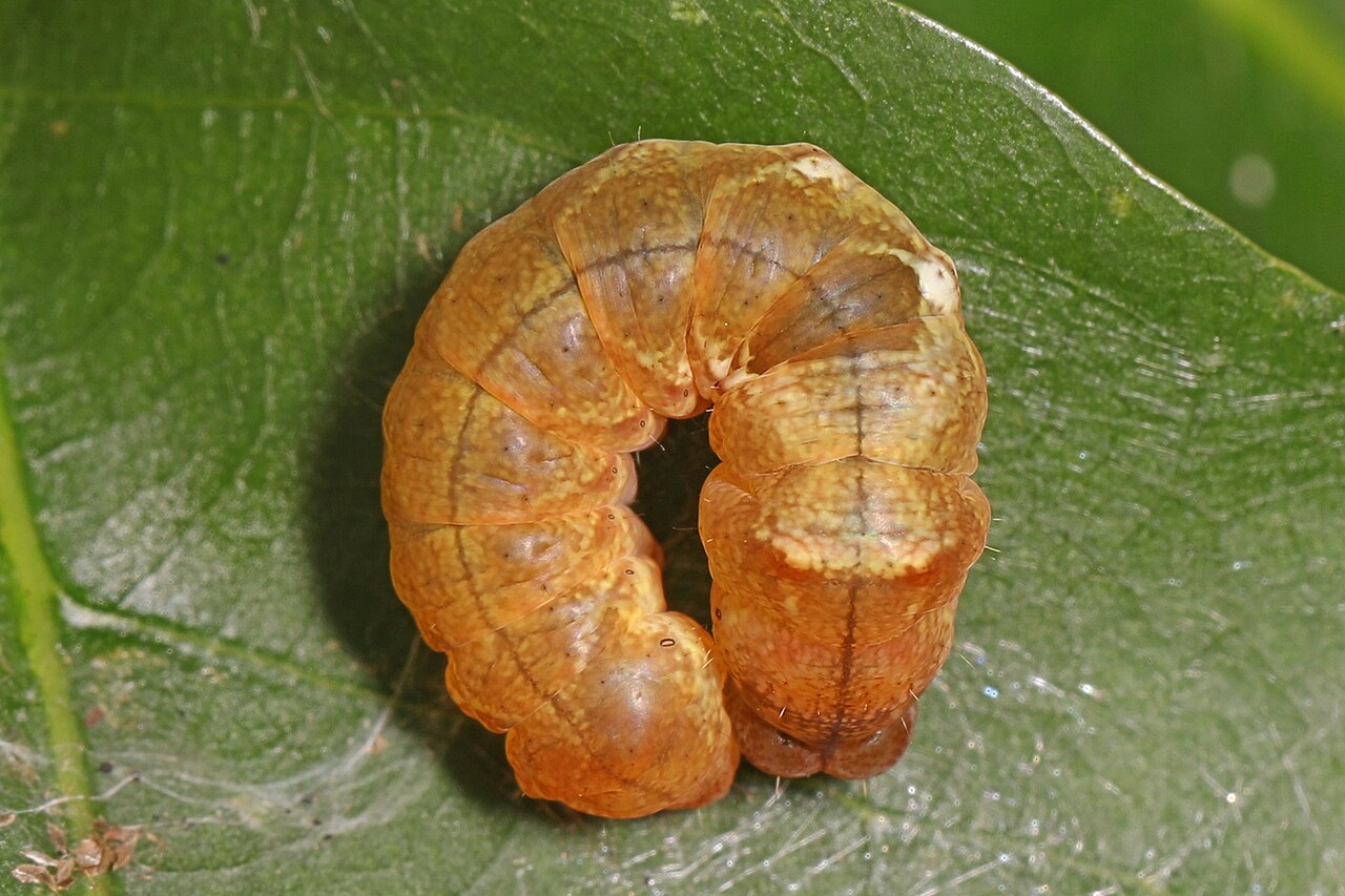 Wikimedia Commons