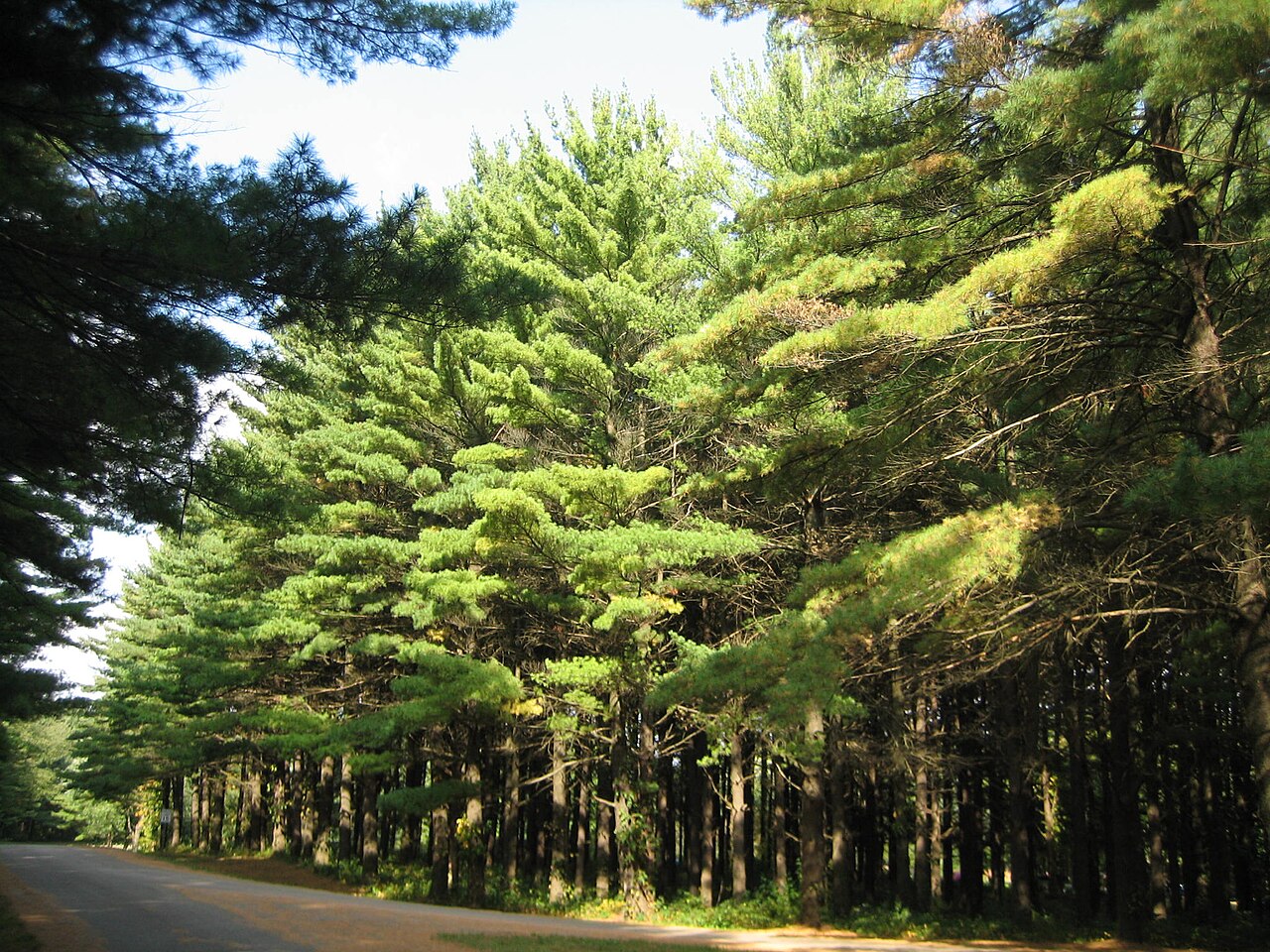 White Pines Forest Campground