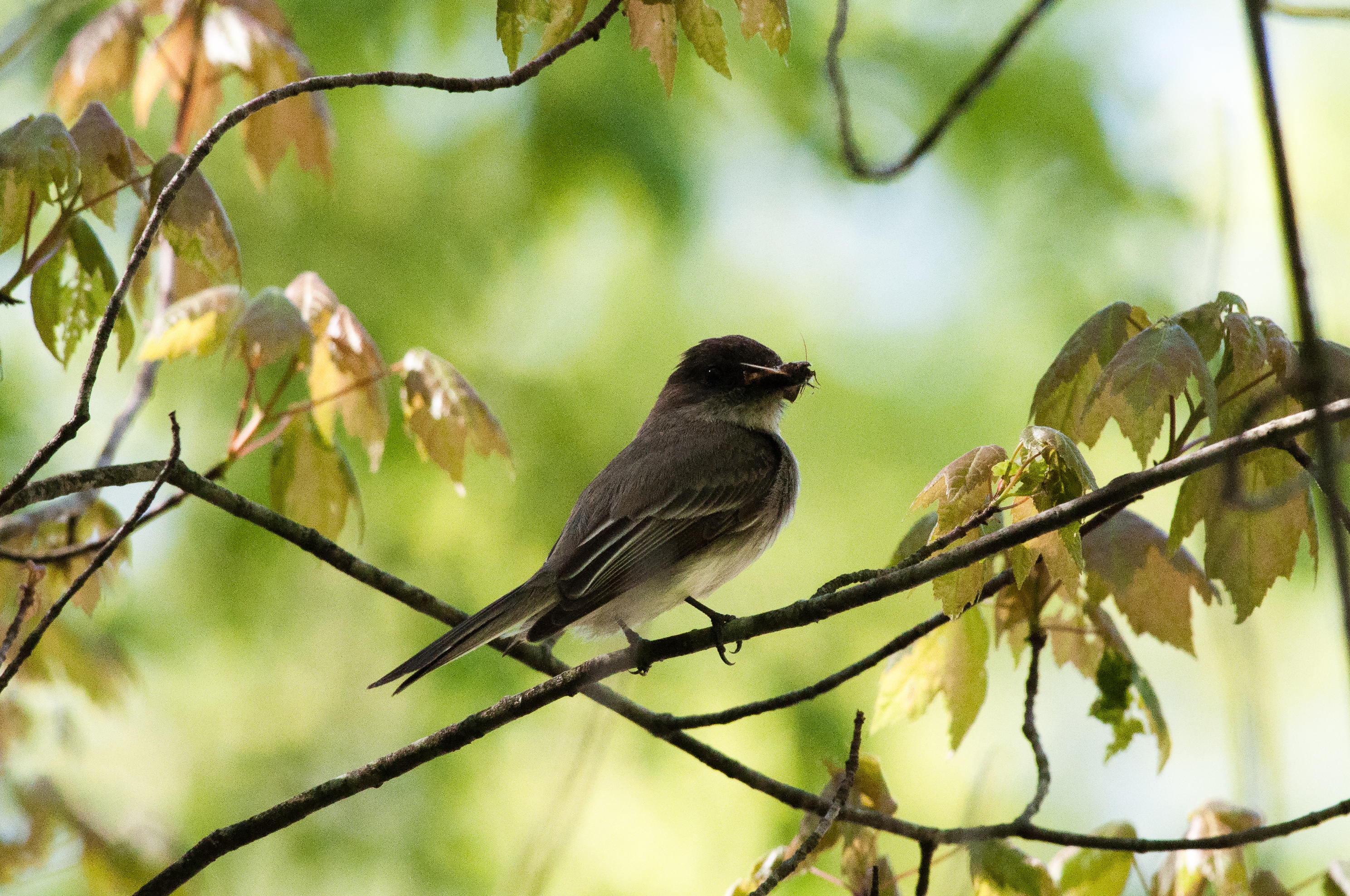 Wompatuck State Park