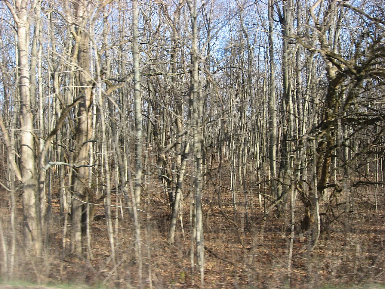 Sycamore Group Camp