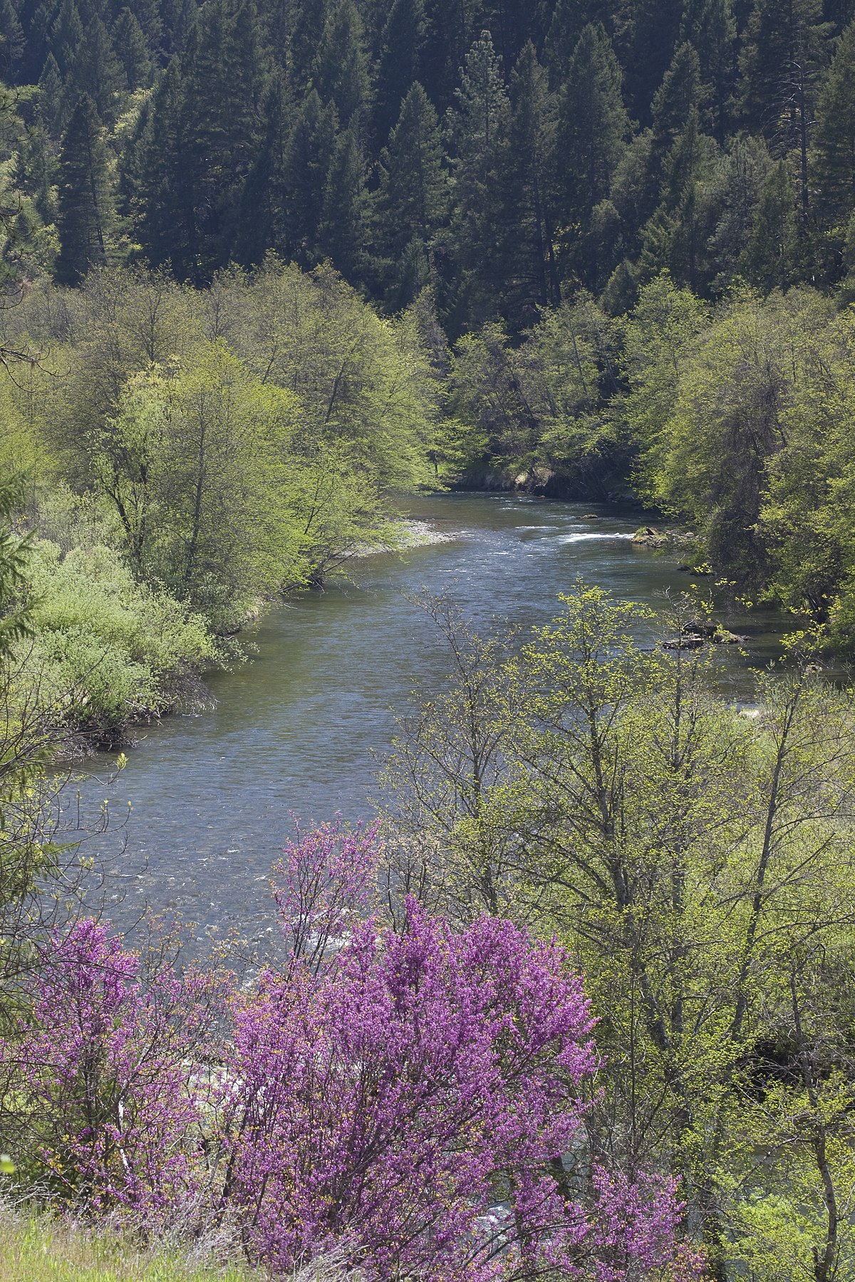 Wikimedia Commons