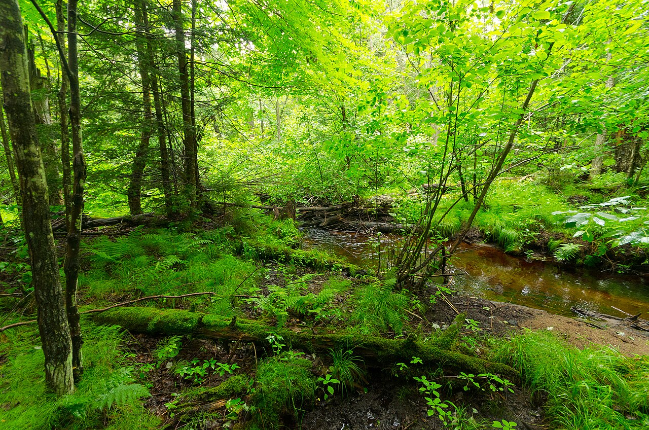 Flambeau River State Forest