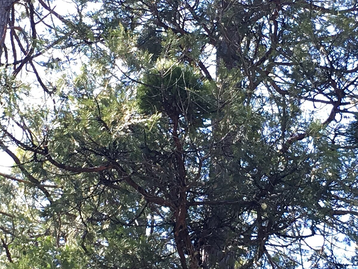 Burnt Ranch Campground