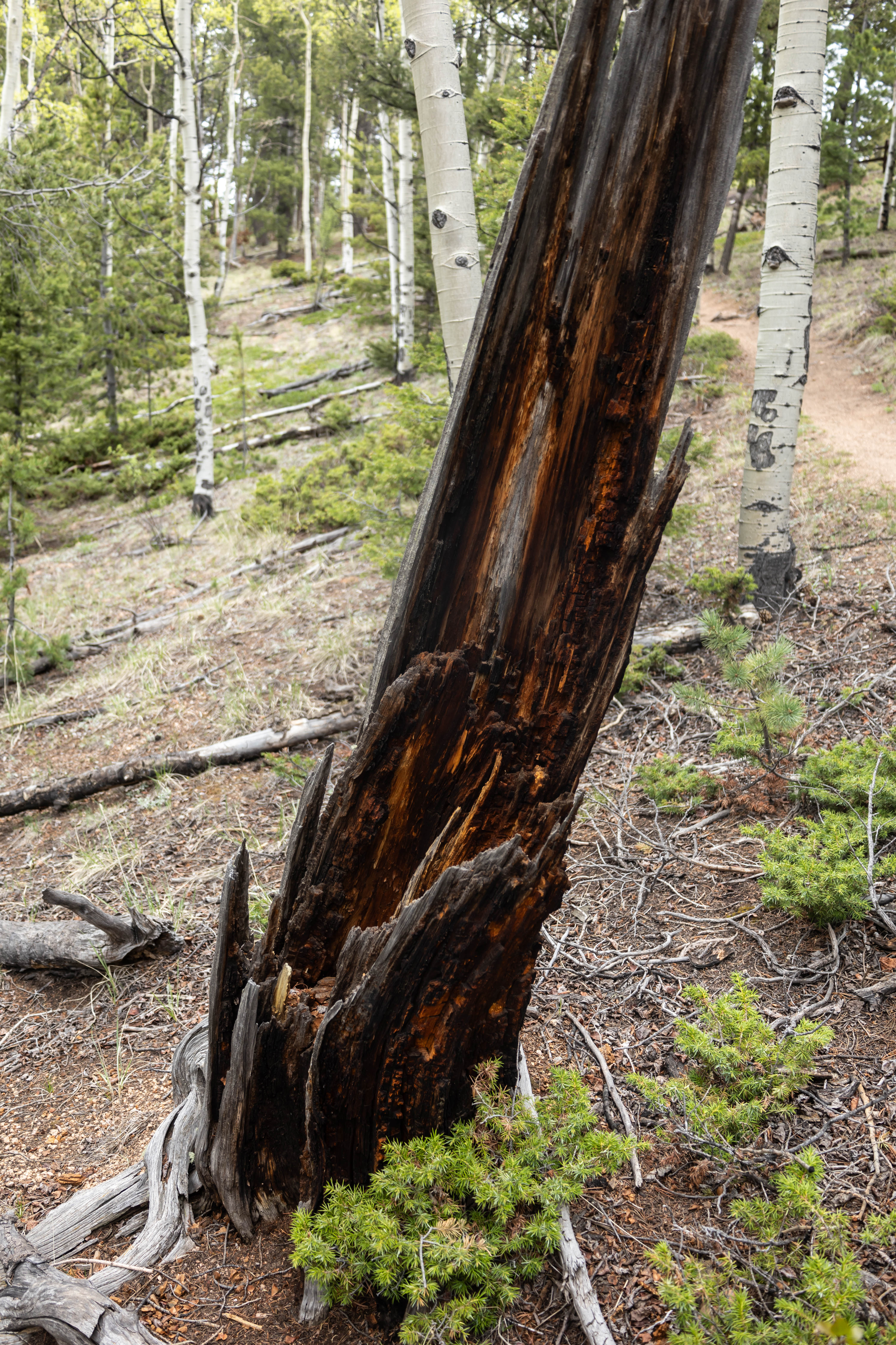 Mueller State Park