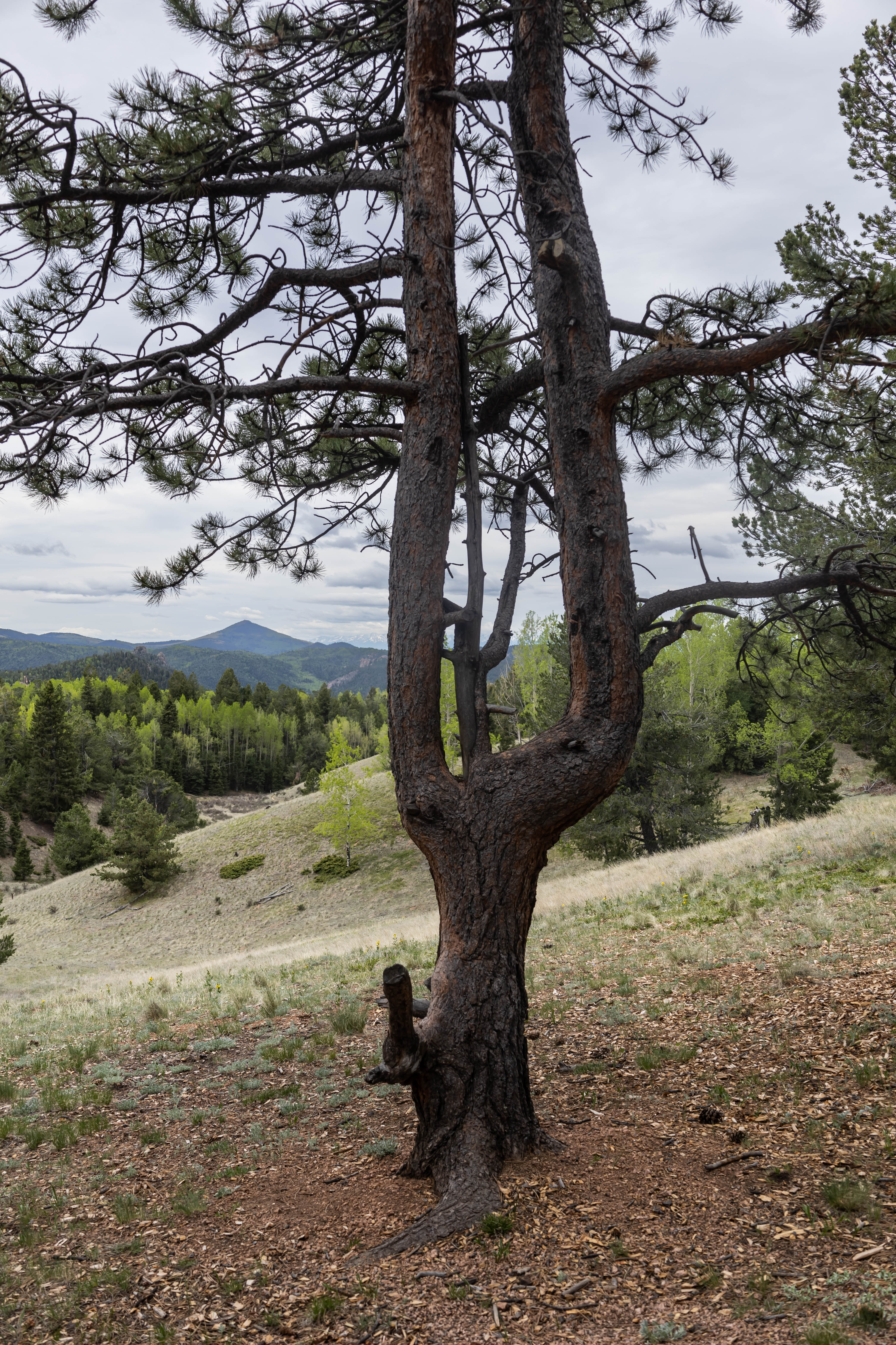 Mueller State Park