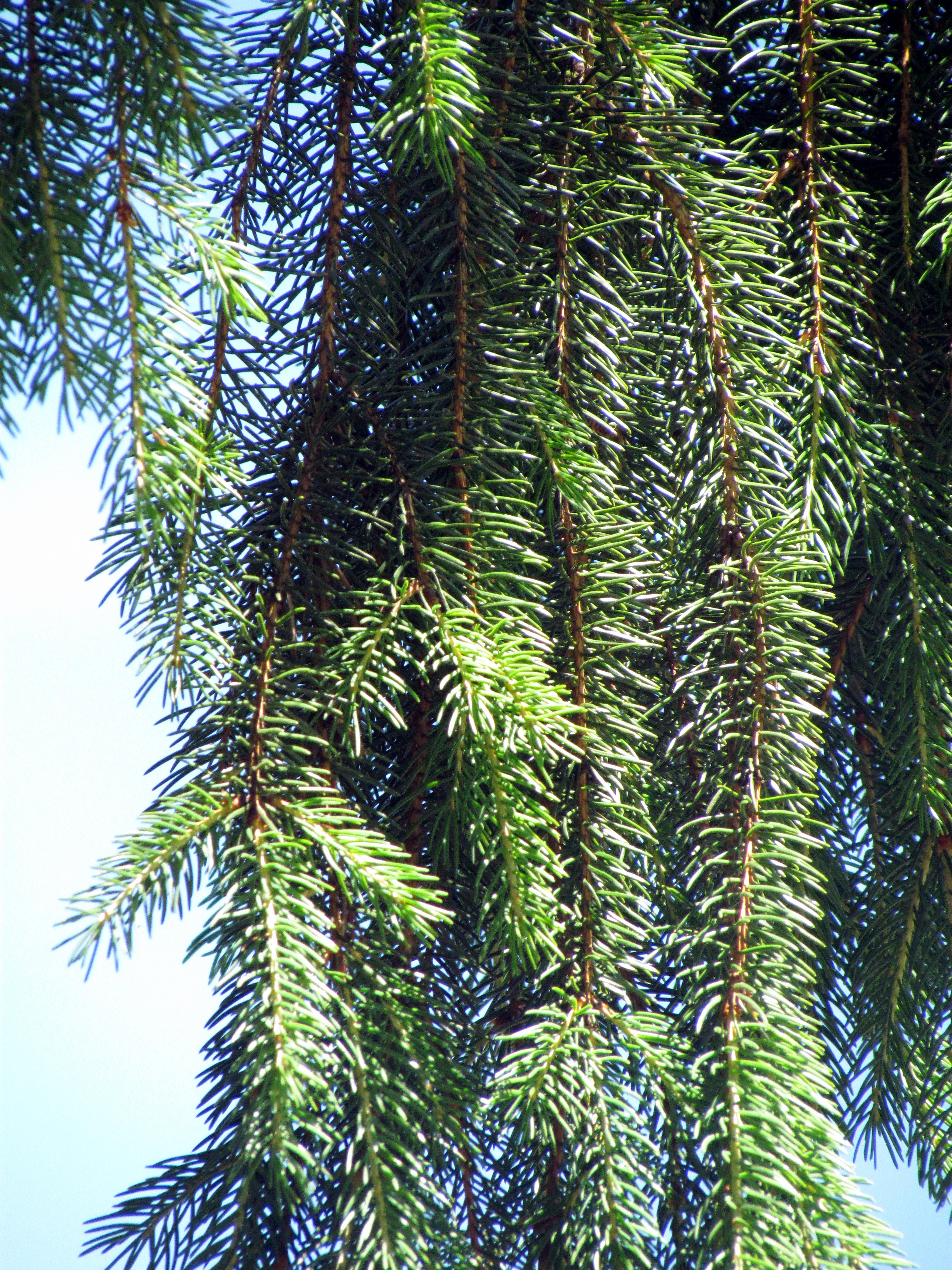 Wikimedia Commons