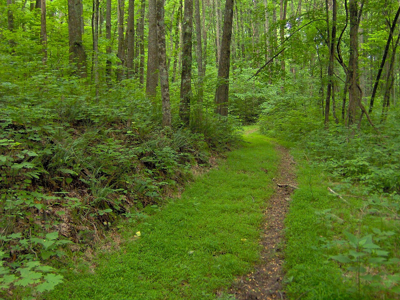 Wikimedia Commons
