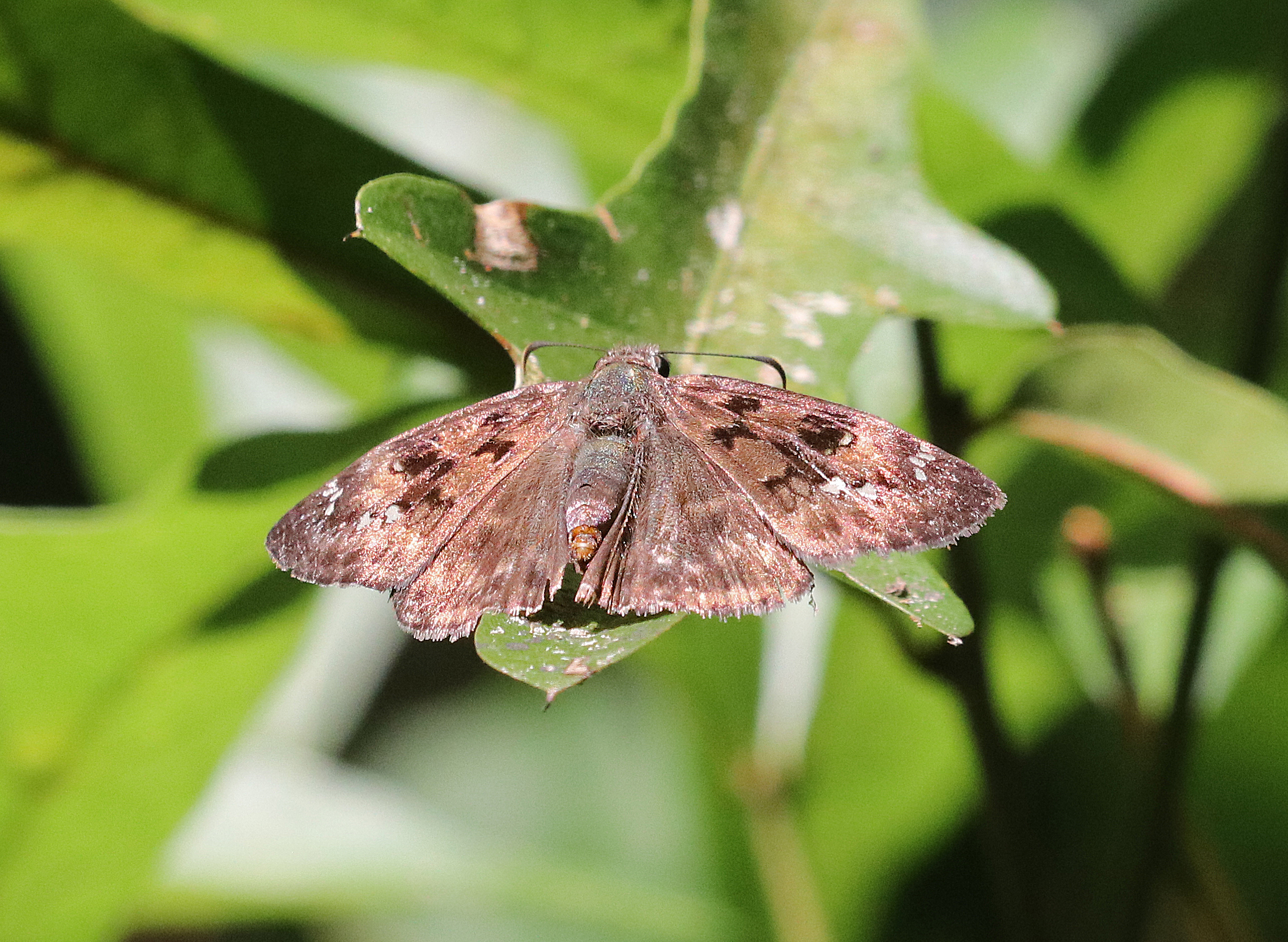 Martin Dies Jr. State Park