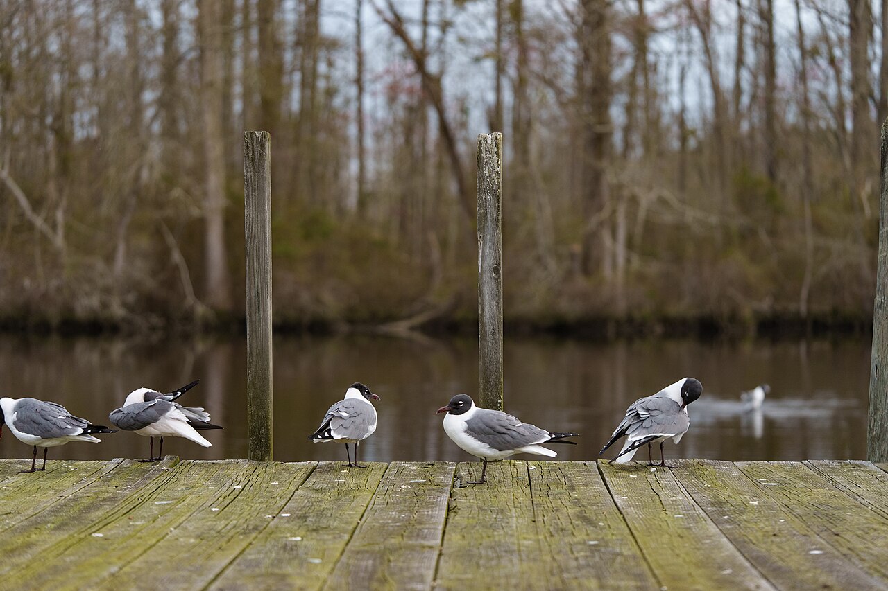 Pocomoke River State Park