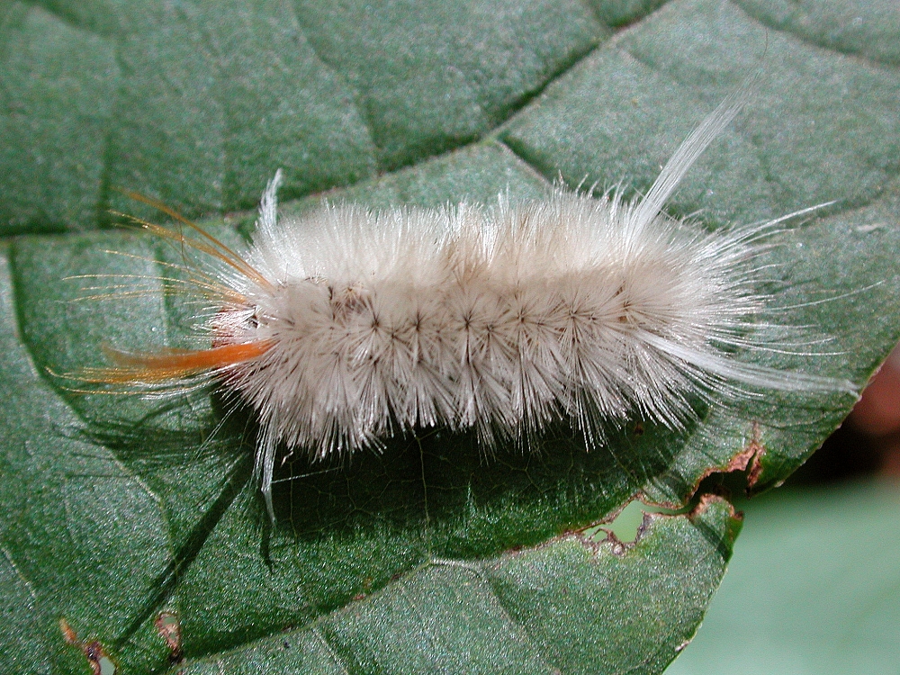 Patapsco Valley State Park