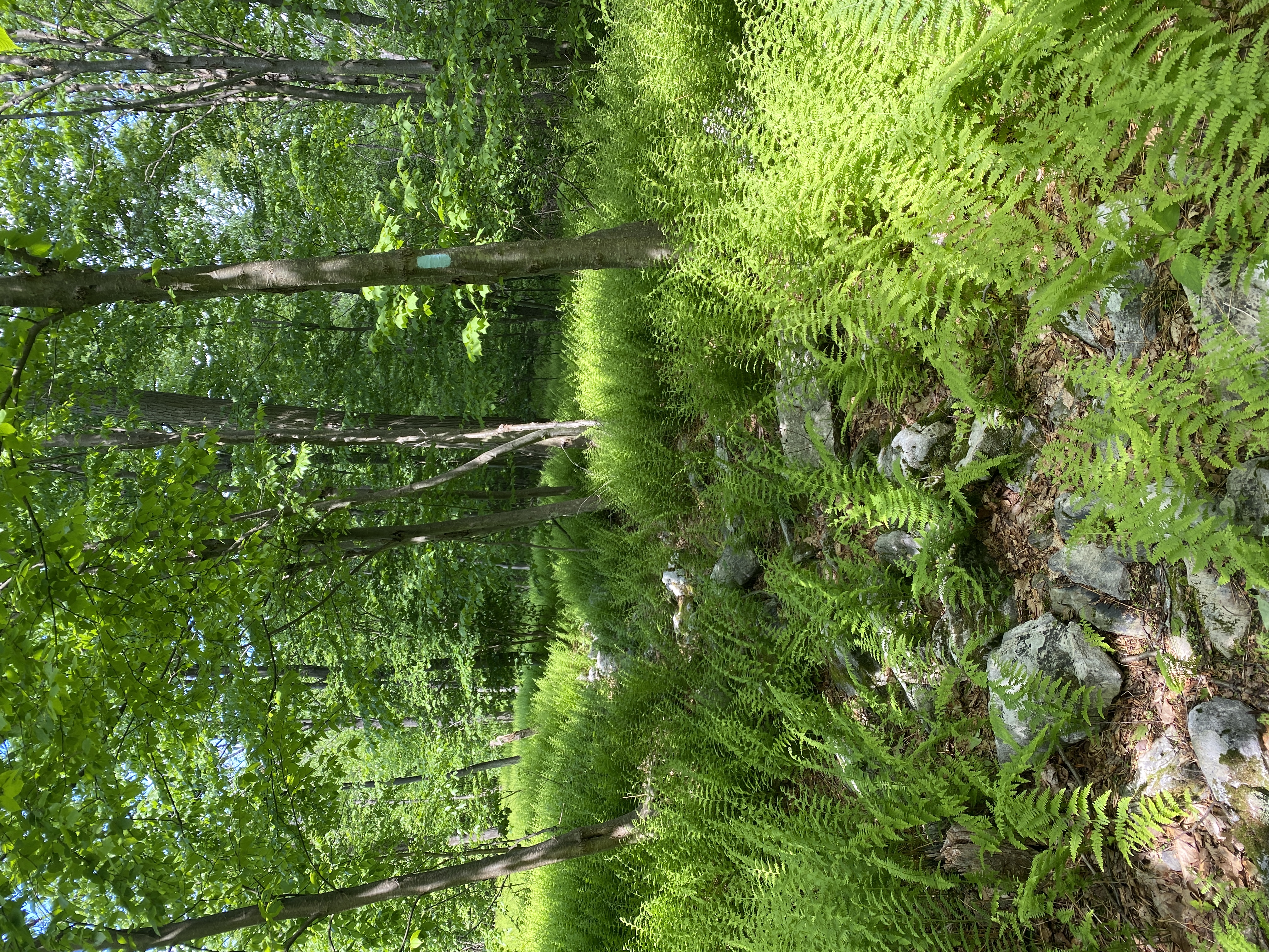 Fowlers Hollow State Park