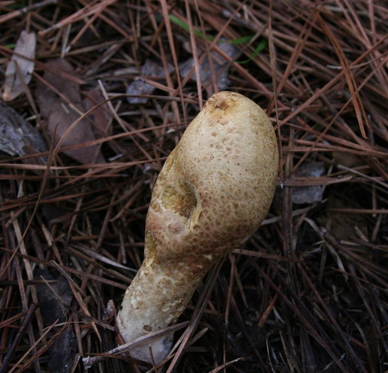 Skidaway Island State Park