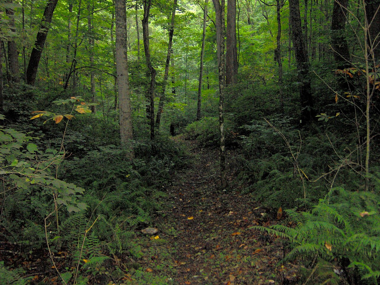 Wikimedia Commons