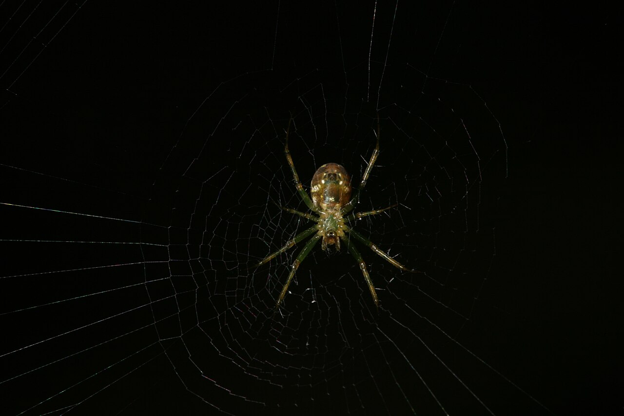 Wikimedia Commons