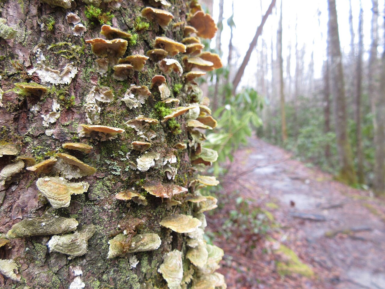 Cades Cove Group