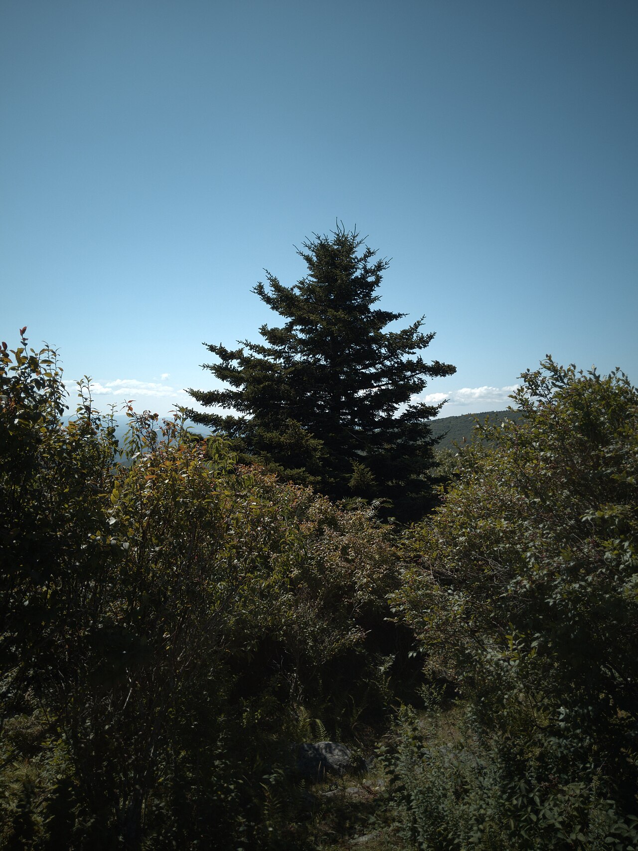 Chestnut Hollow Horse Campground