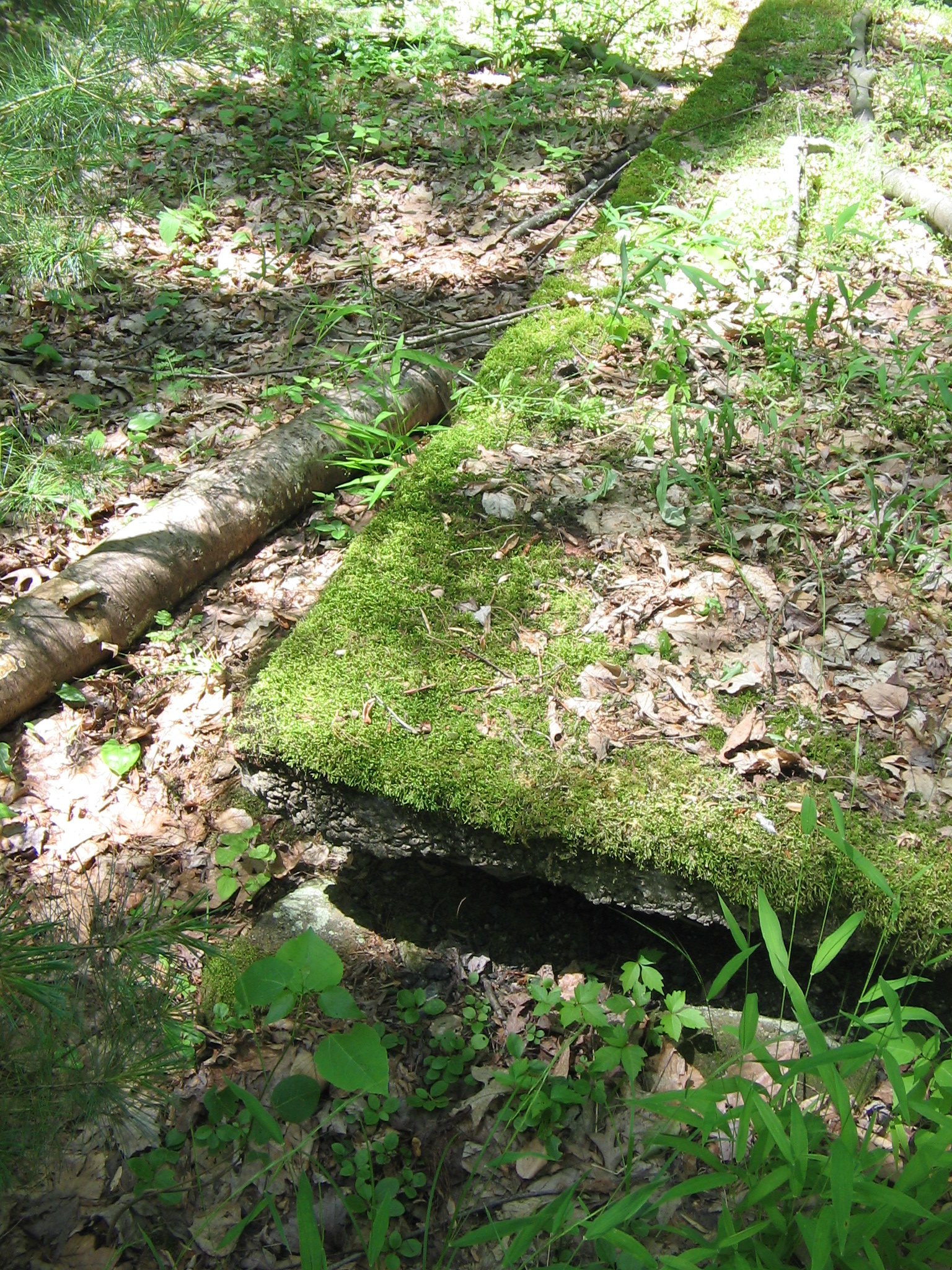 Tiadaghton State Forest