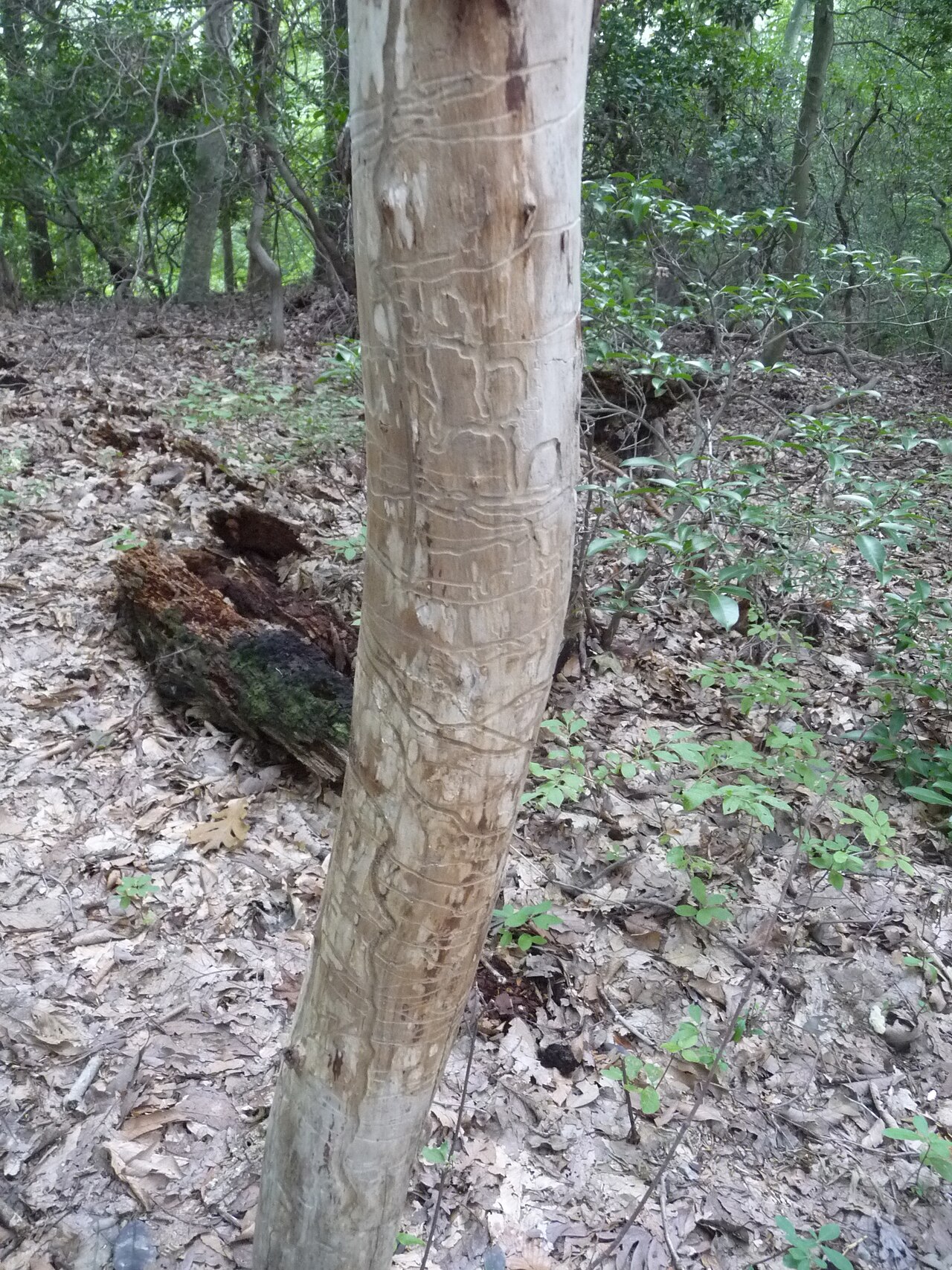 Paddle In Campground