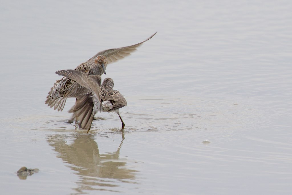 Estero Llano Grande State Park