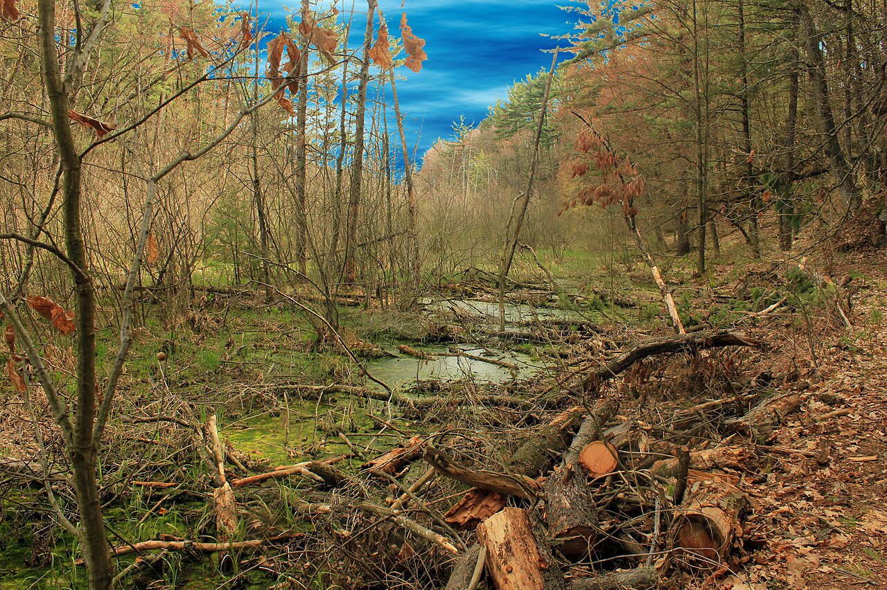 Rocky Arbor State Park