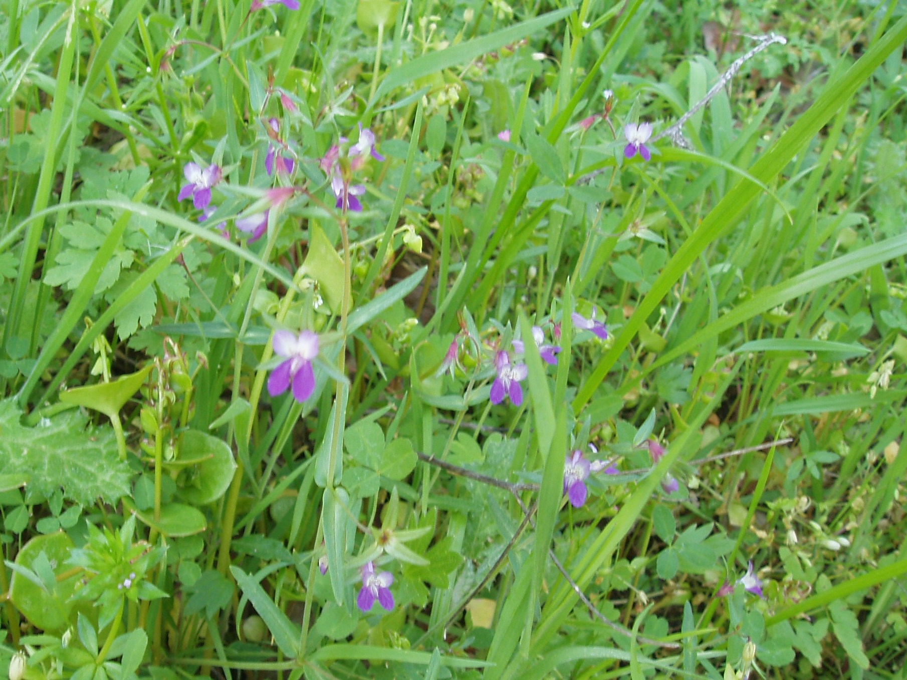 Morgan Territory Regional Preserve